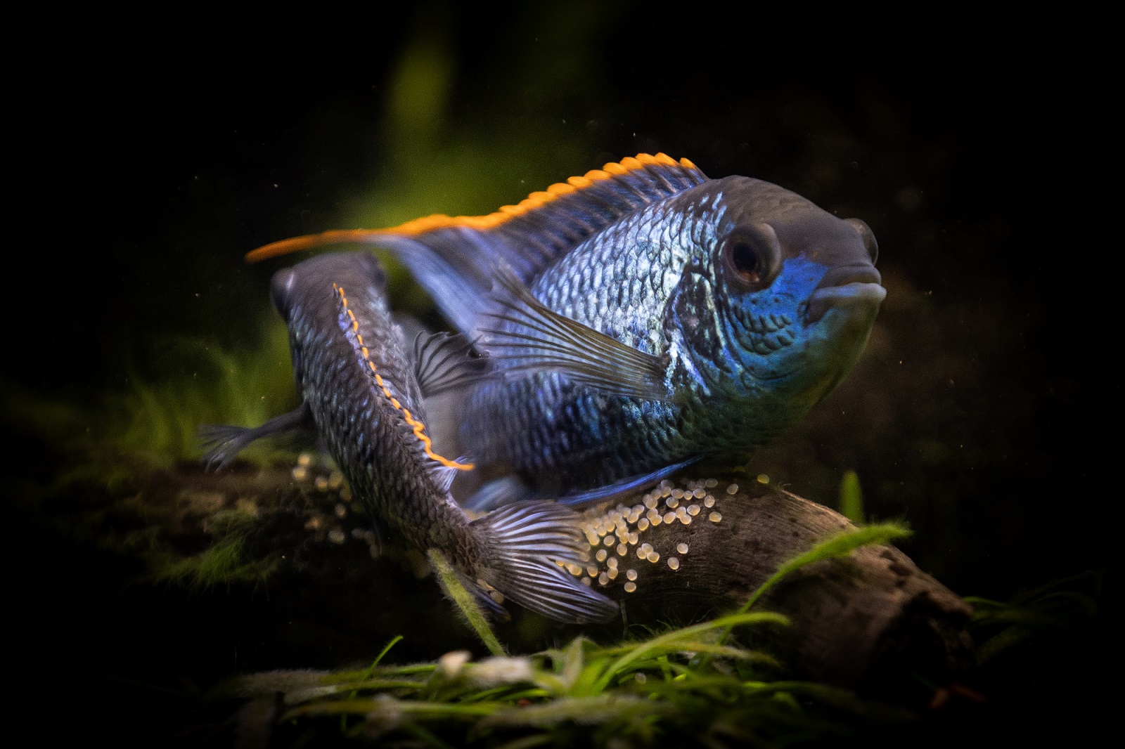 Andinoacara pulcher in mating