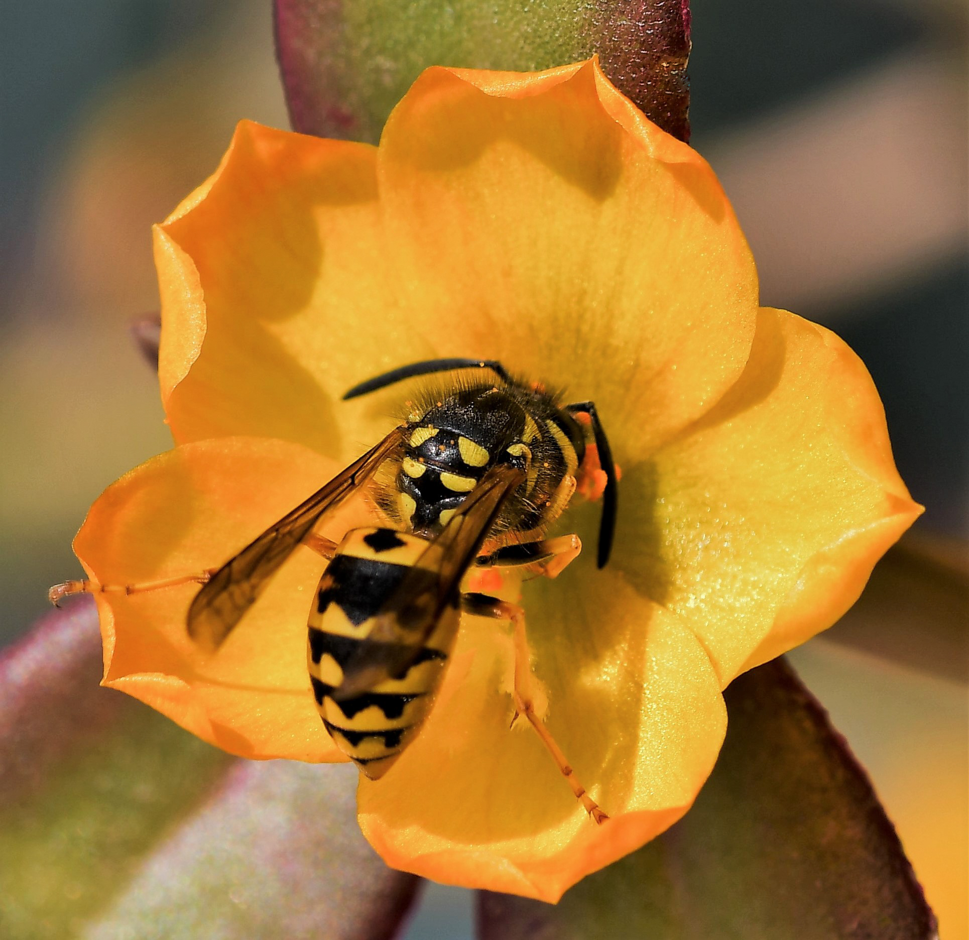 Latest wasps on the portulaca