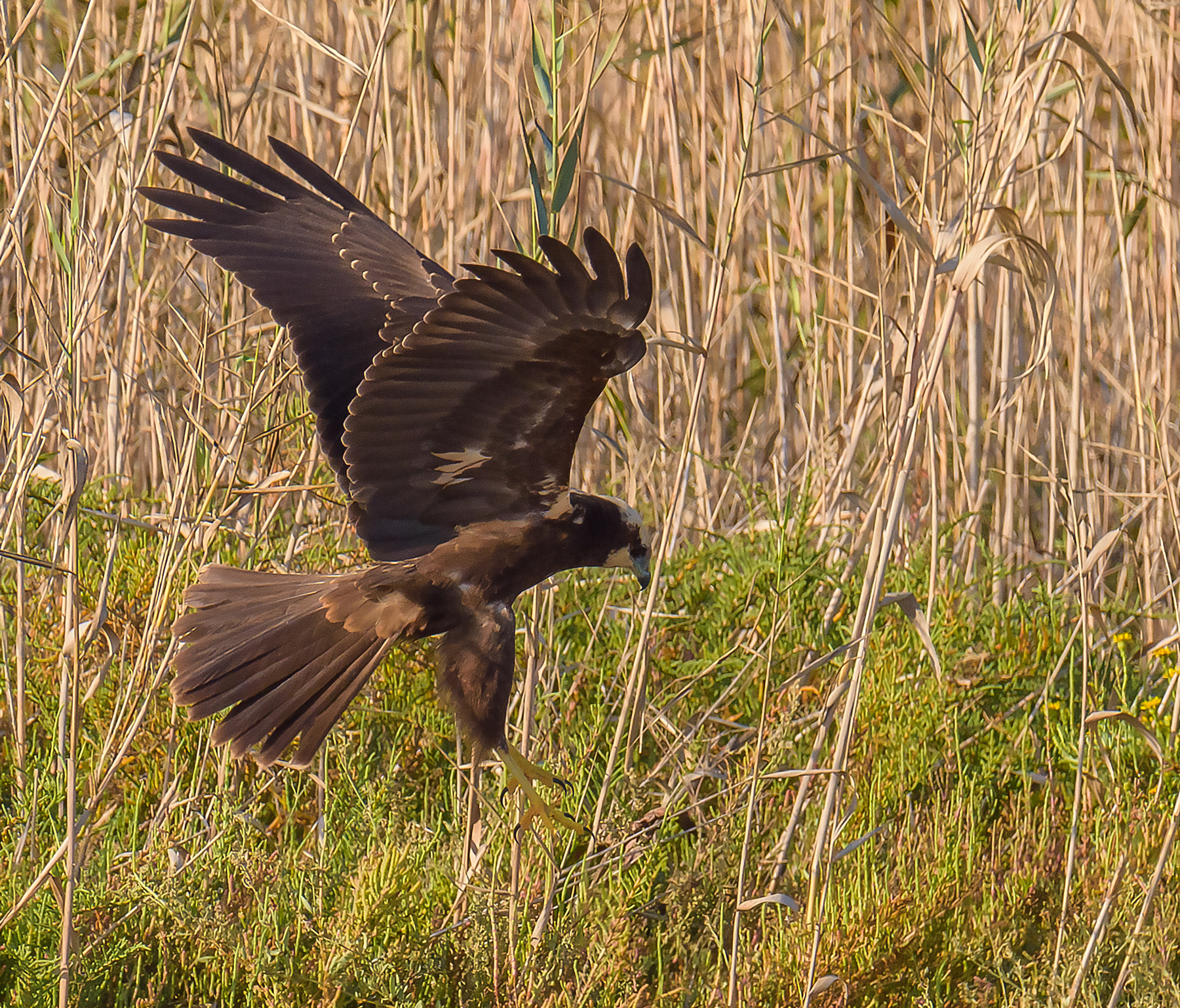 Falco di Palude