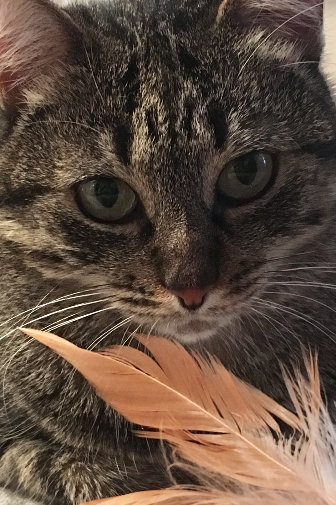 Morganina and her feather