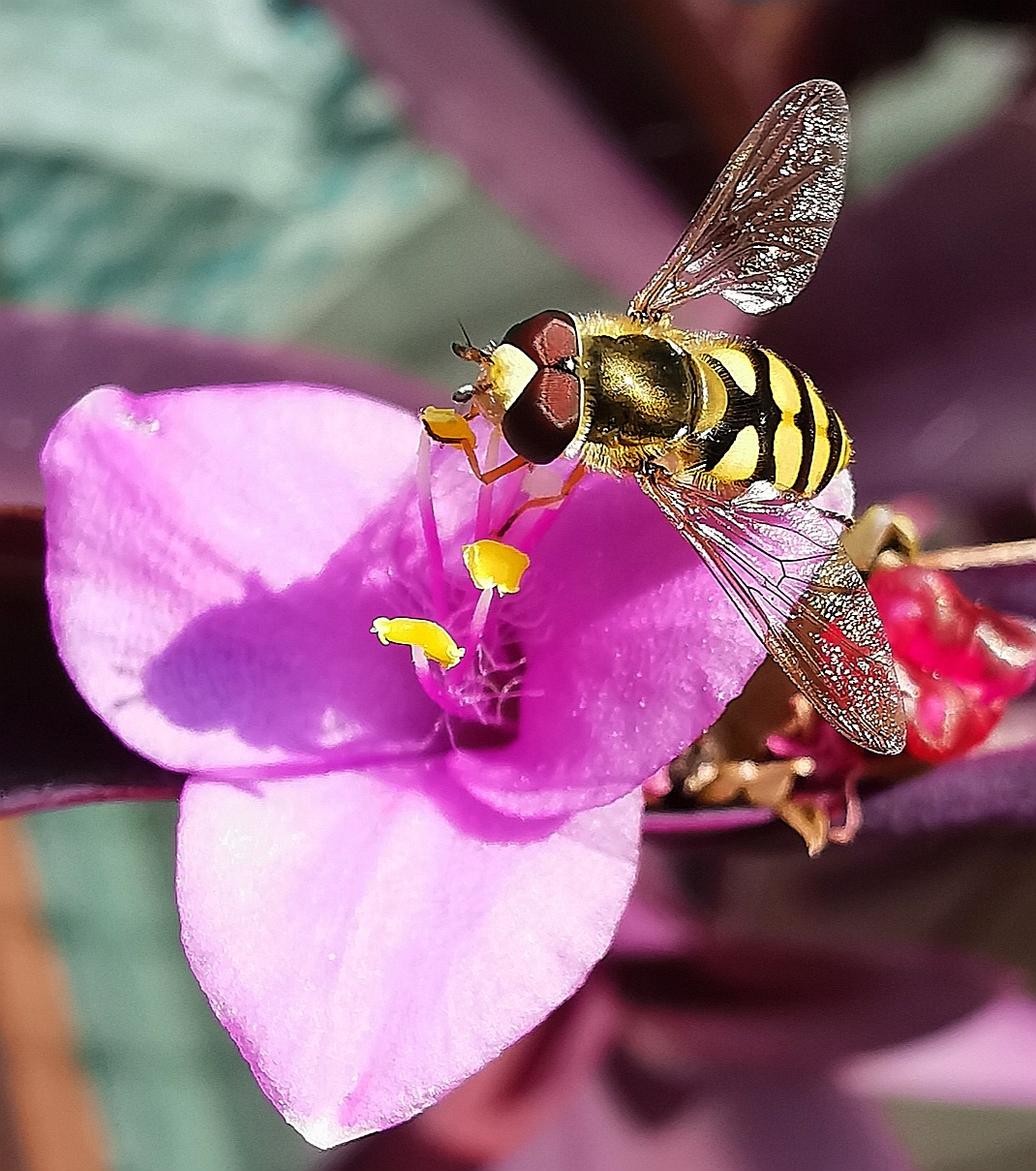small flower with insect