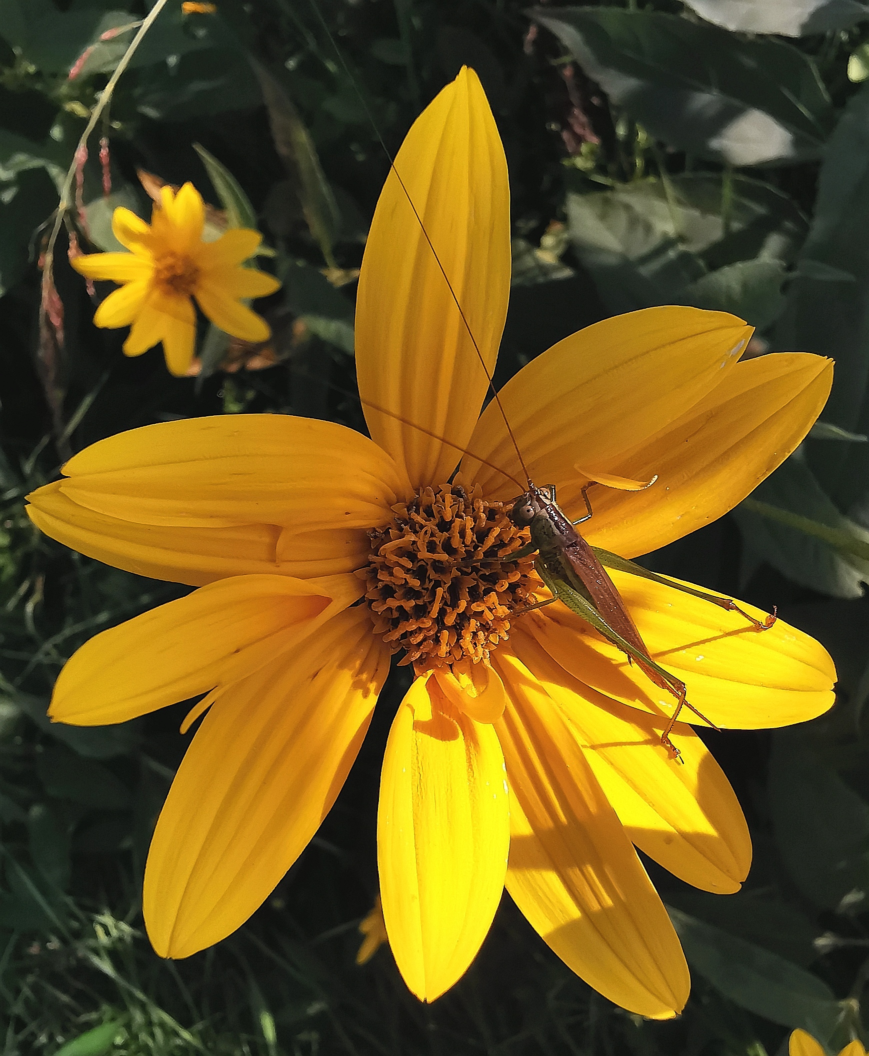 topinambur flower with insect
