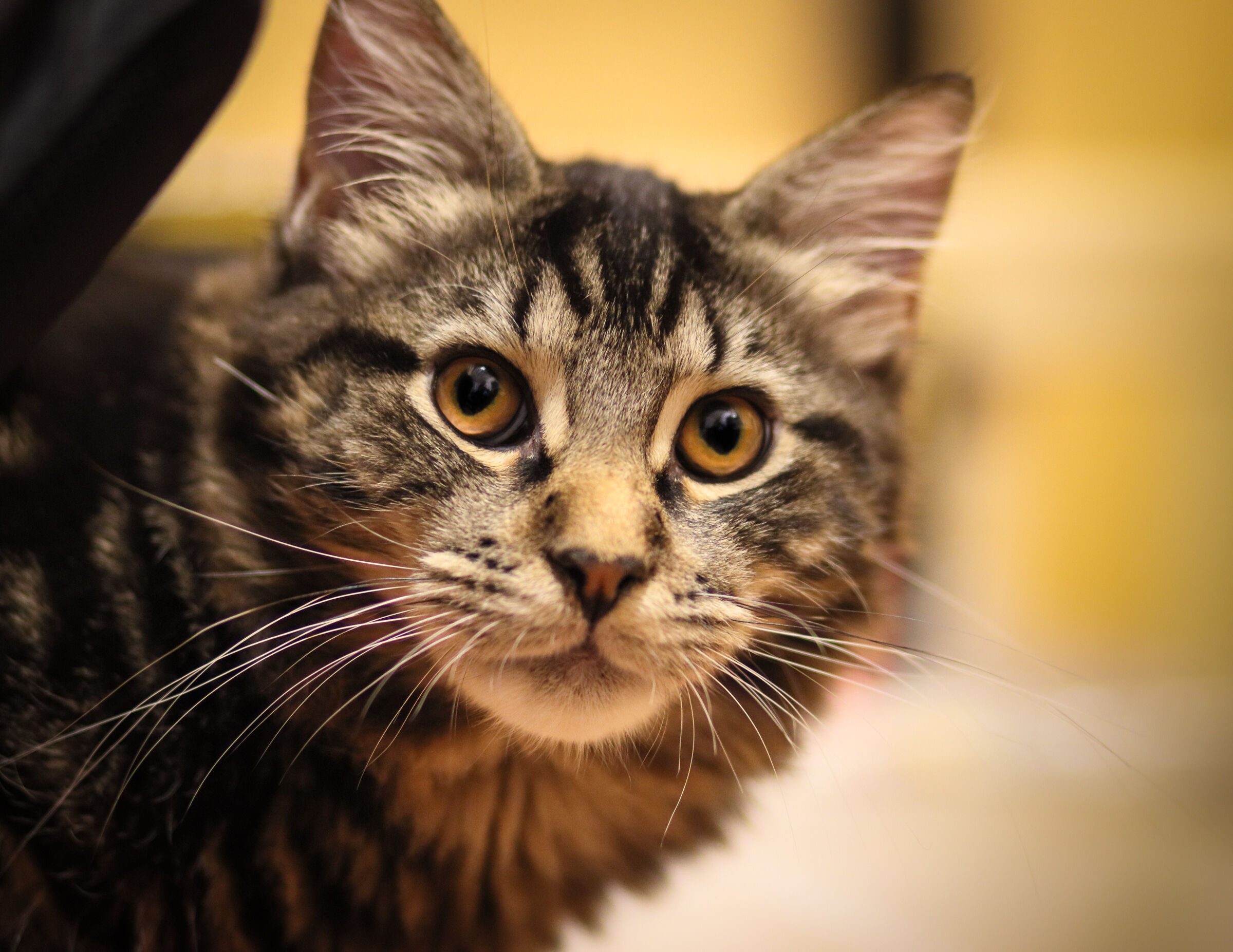 Arthur, first shot with 90D