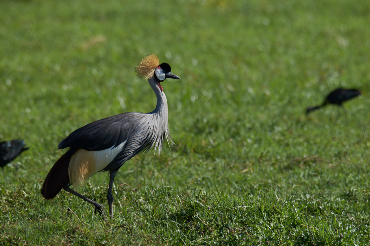 Crowned crane