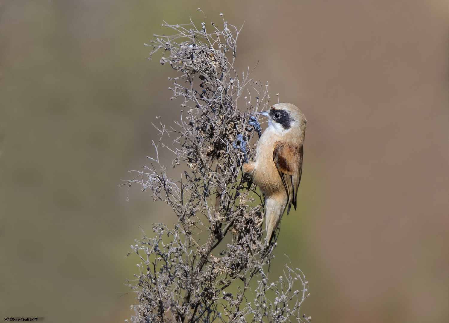 Pendolino (Remiz pendulinus)