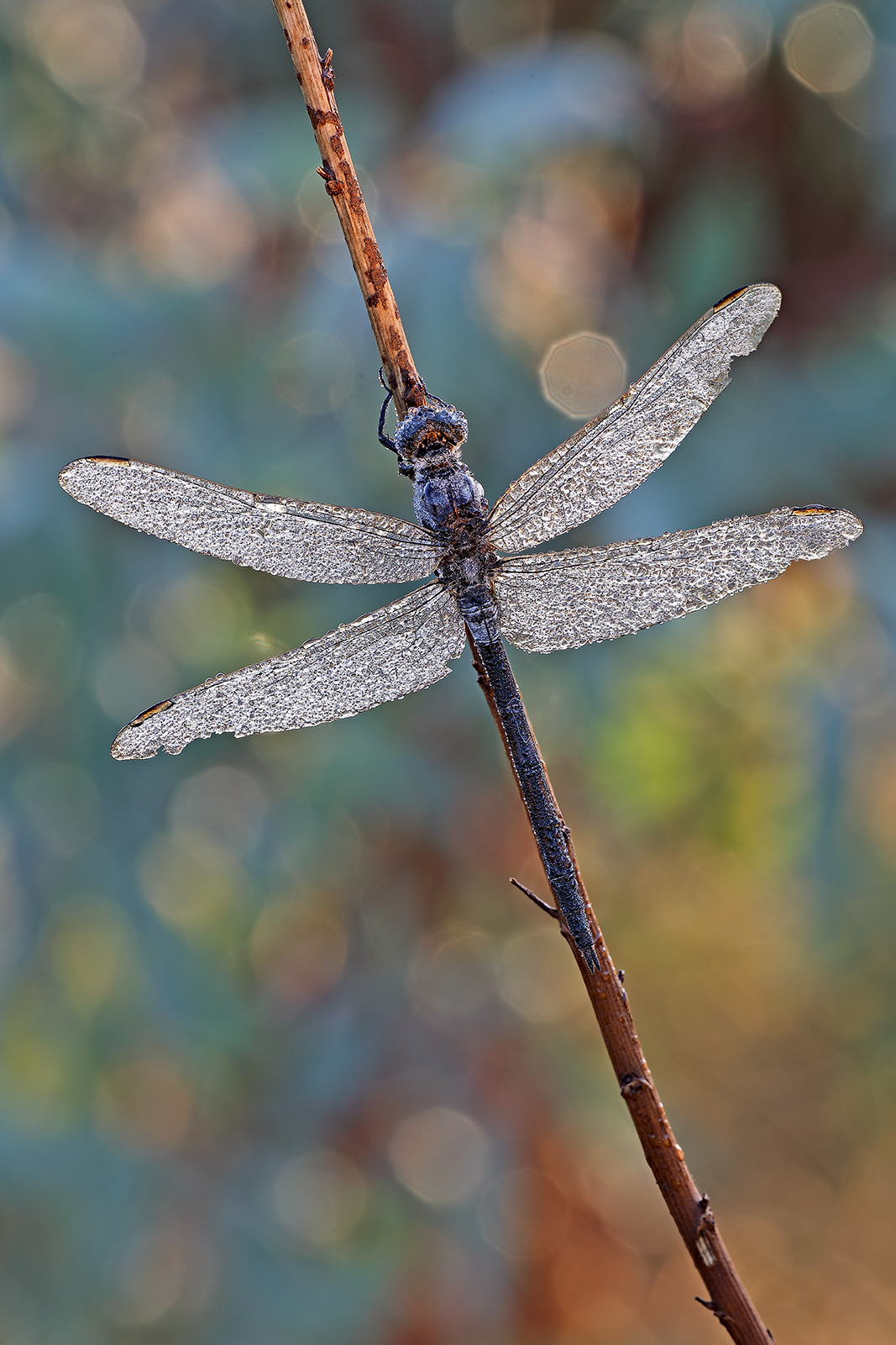 Dragonfly