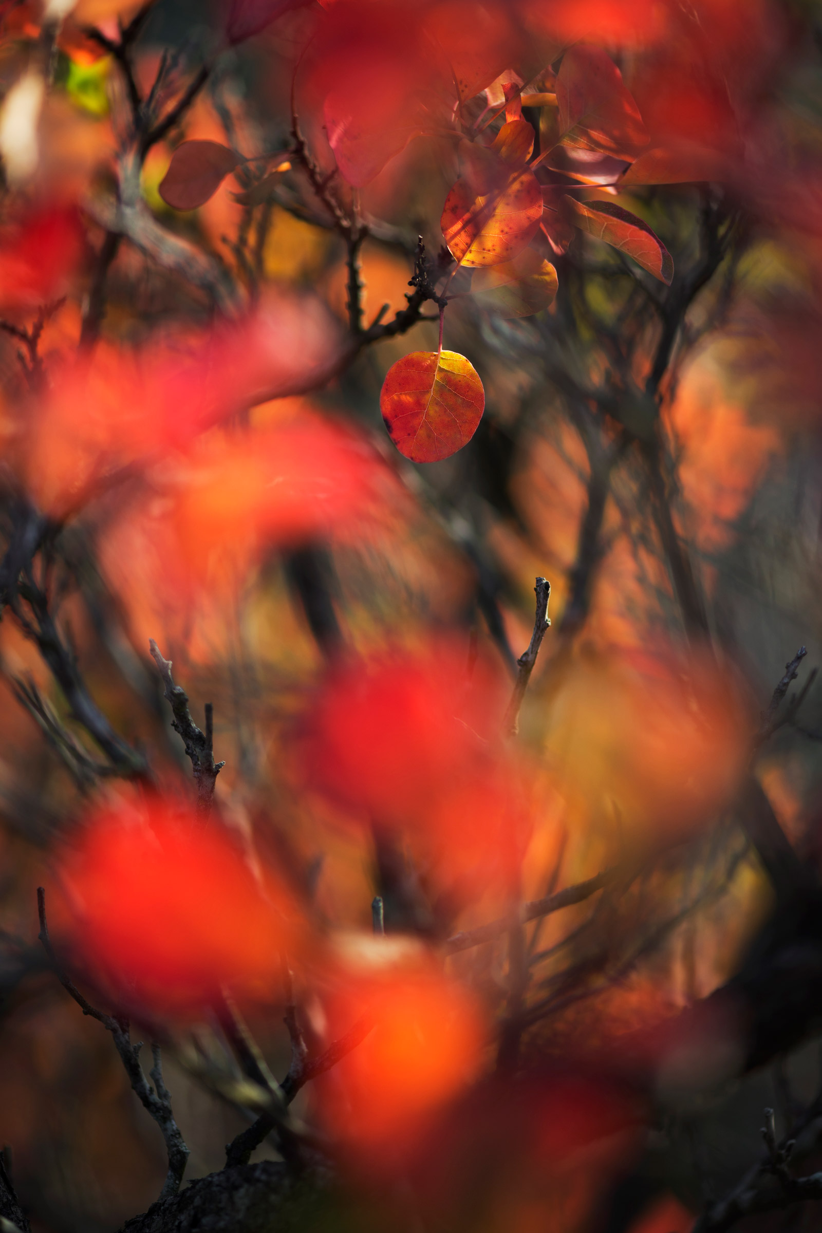 Autumn brushstrokes.