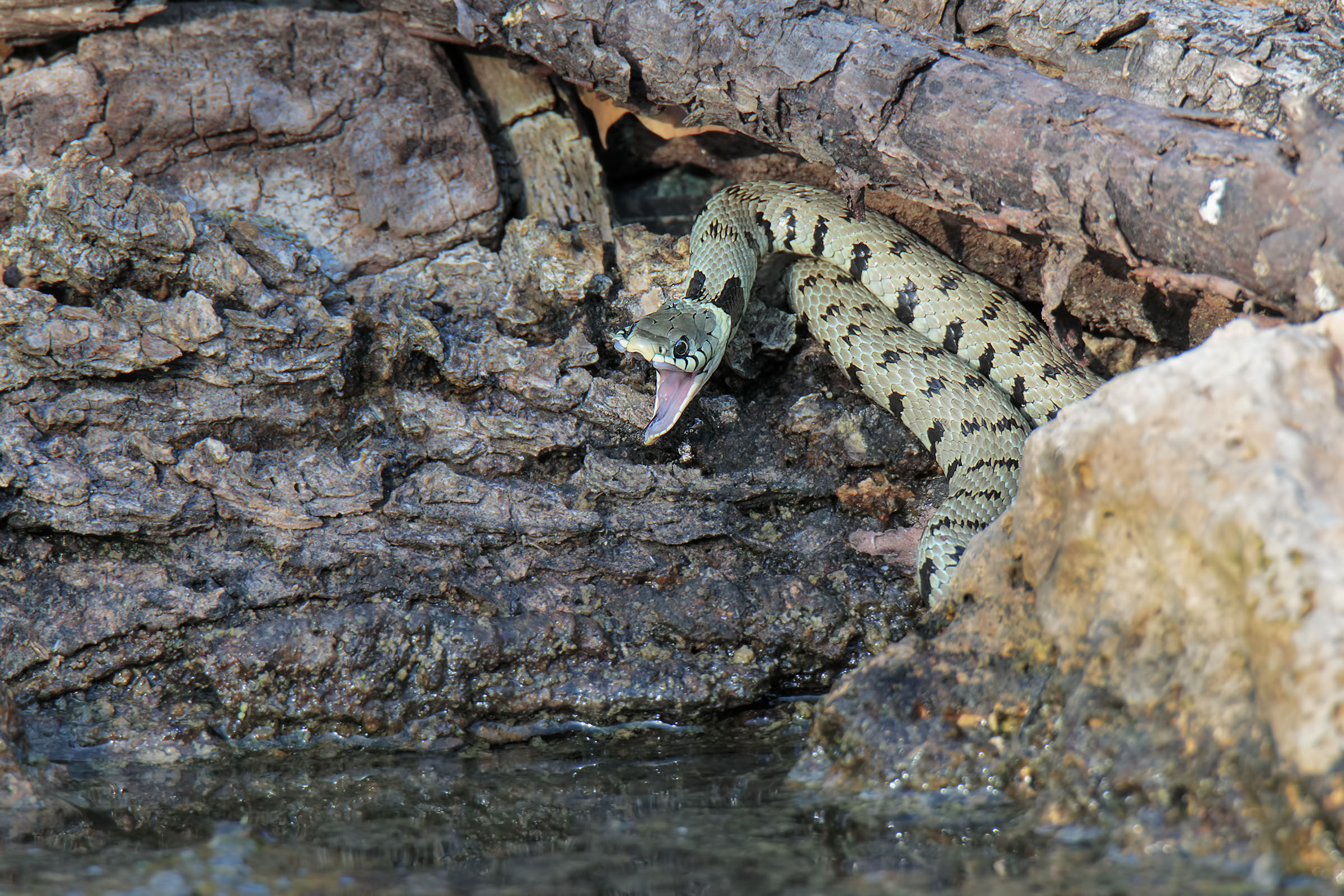 When he says like a bican ??