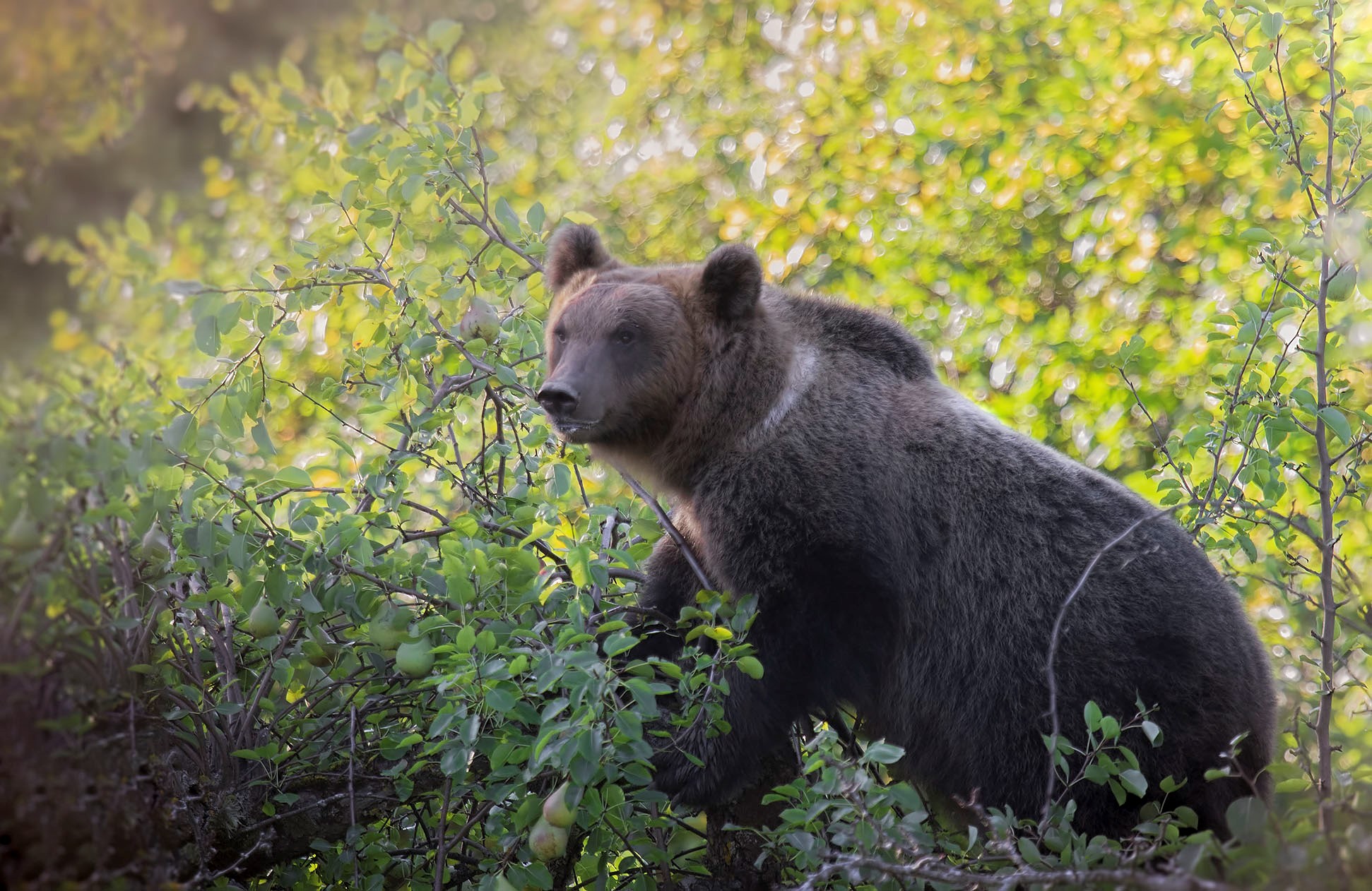 The bear and the pears