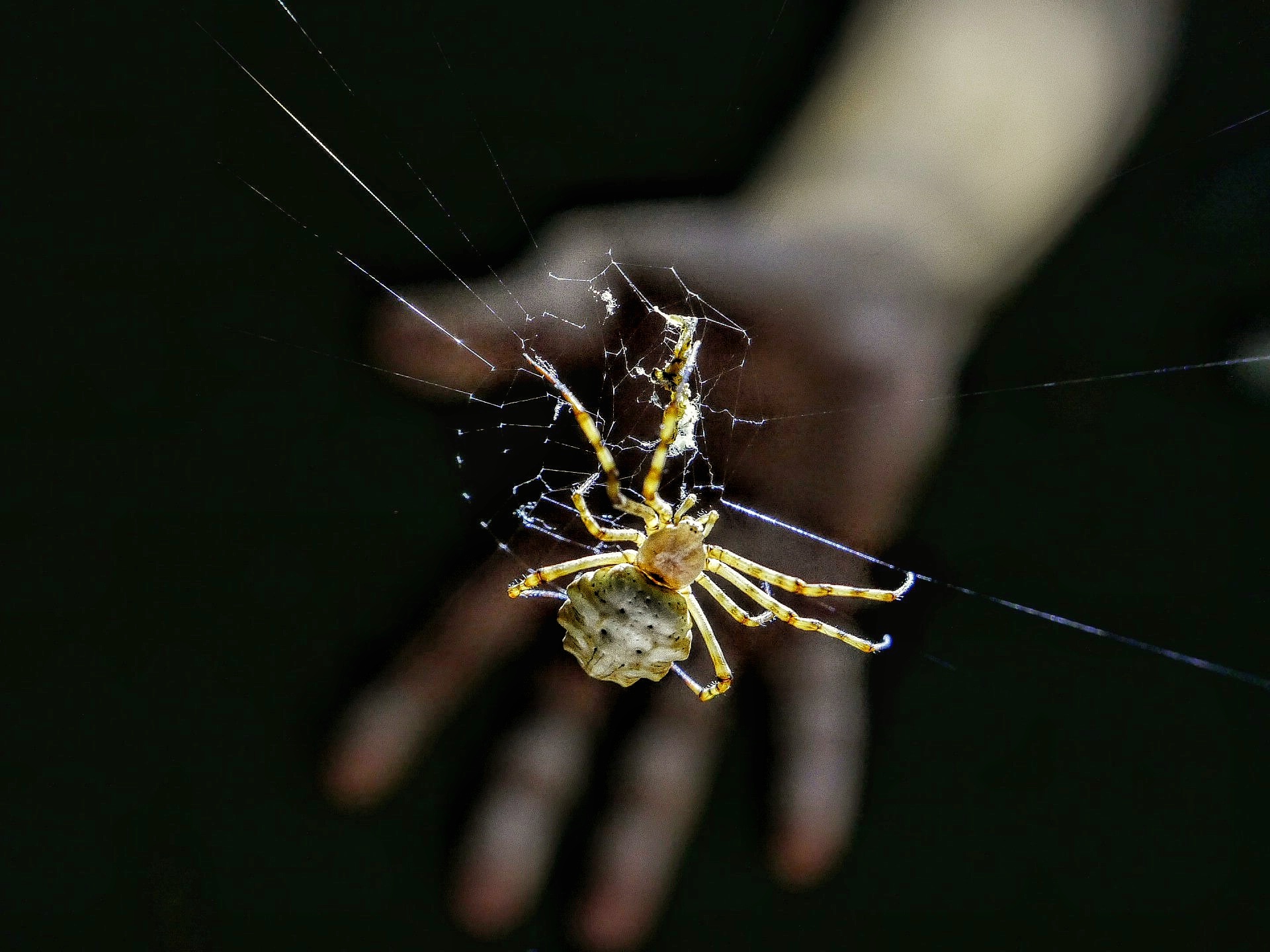 Spider to hand
