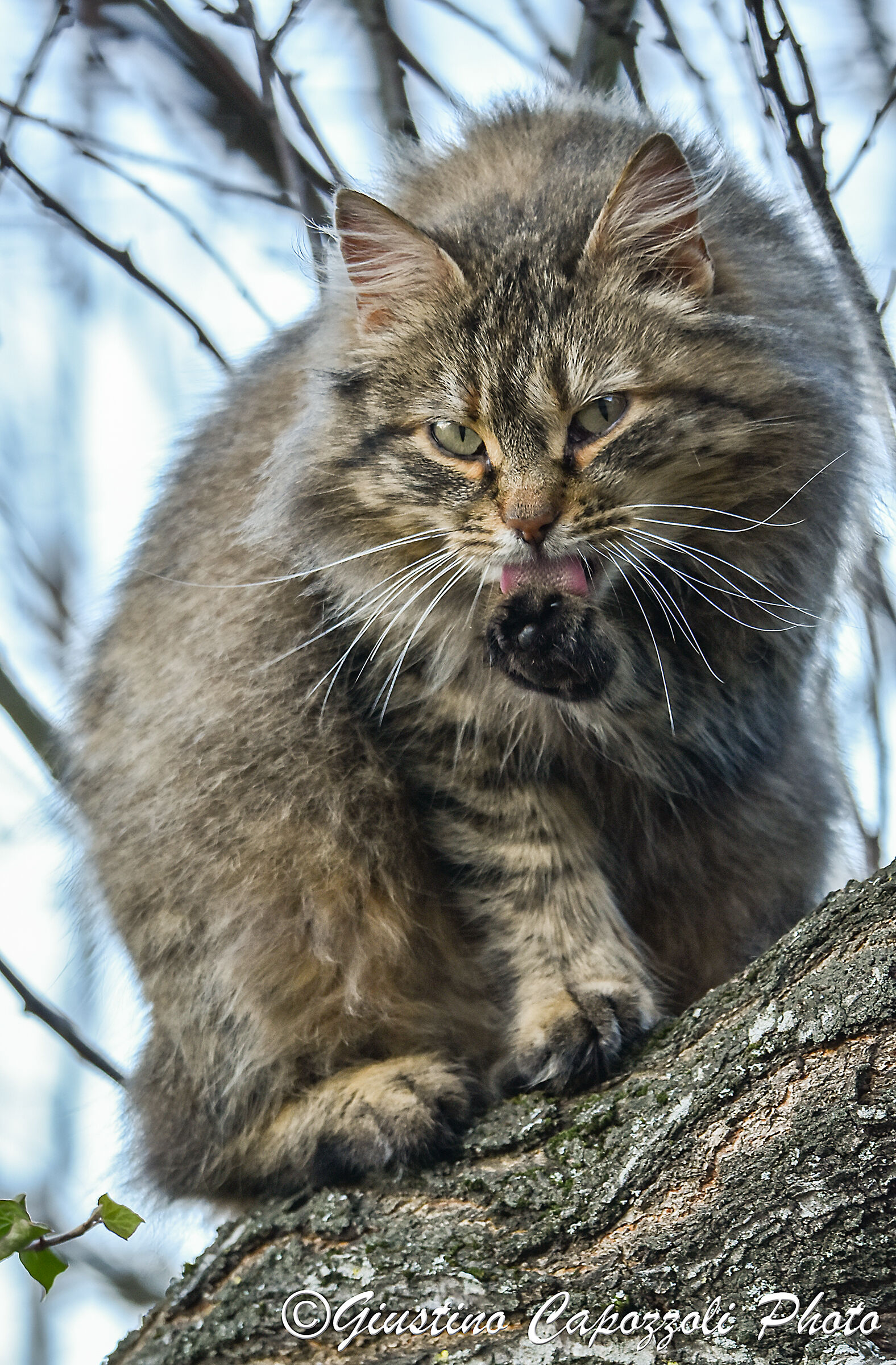 Gli occhi del cacciatore