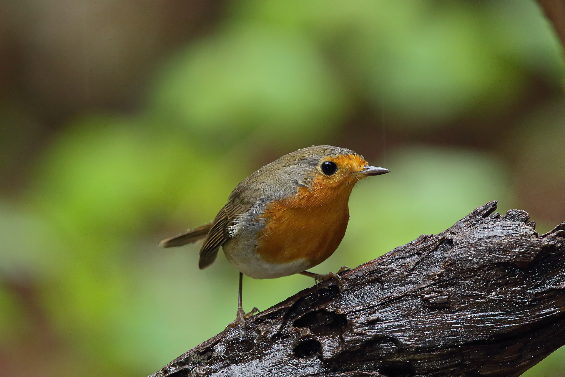 robin in the rain