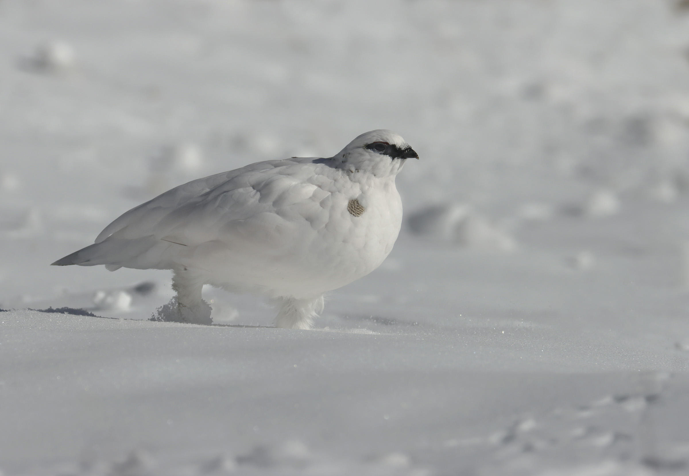 partridge white winter dress