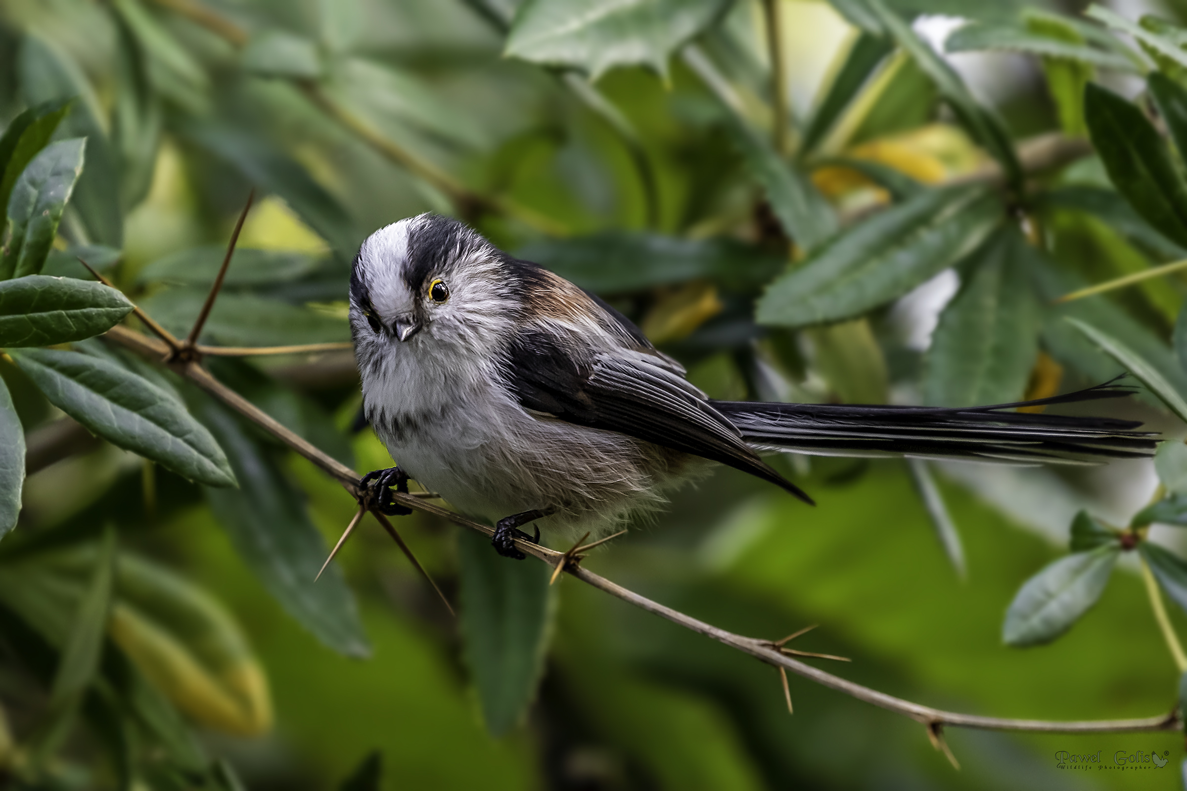Bushtit dalla coda lunga (Aegithalos caudatus)