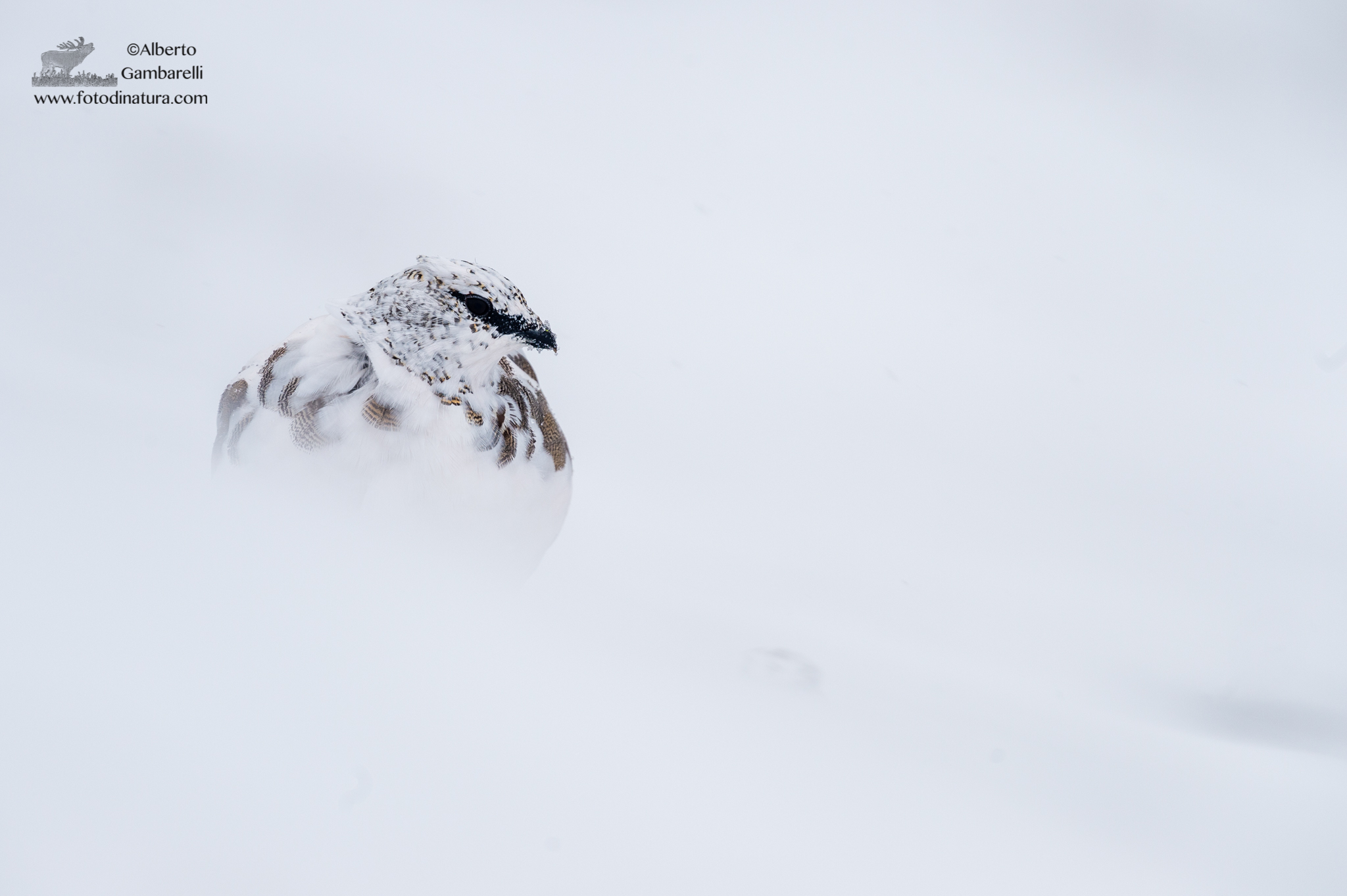 White partridge in the blizzard