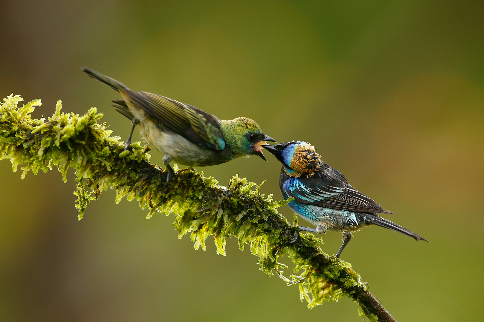 Golden Hooded Tanager and Juv