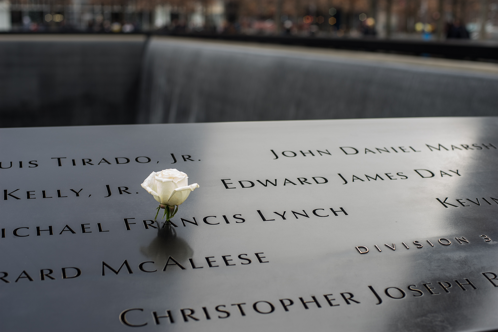 The Flower of Freedom