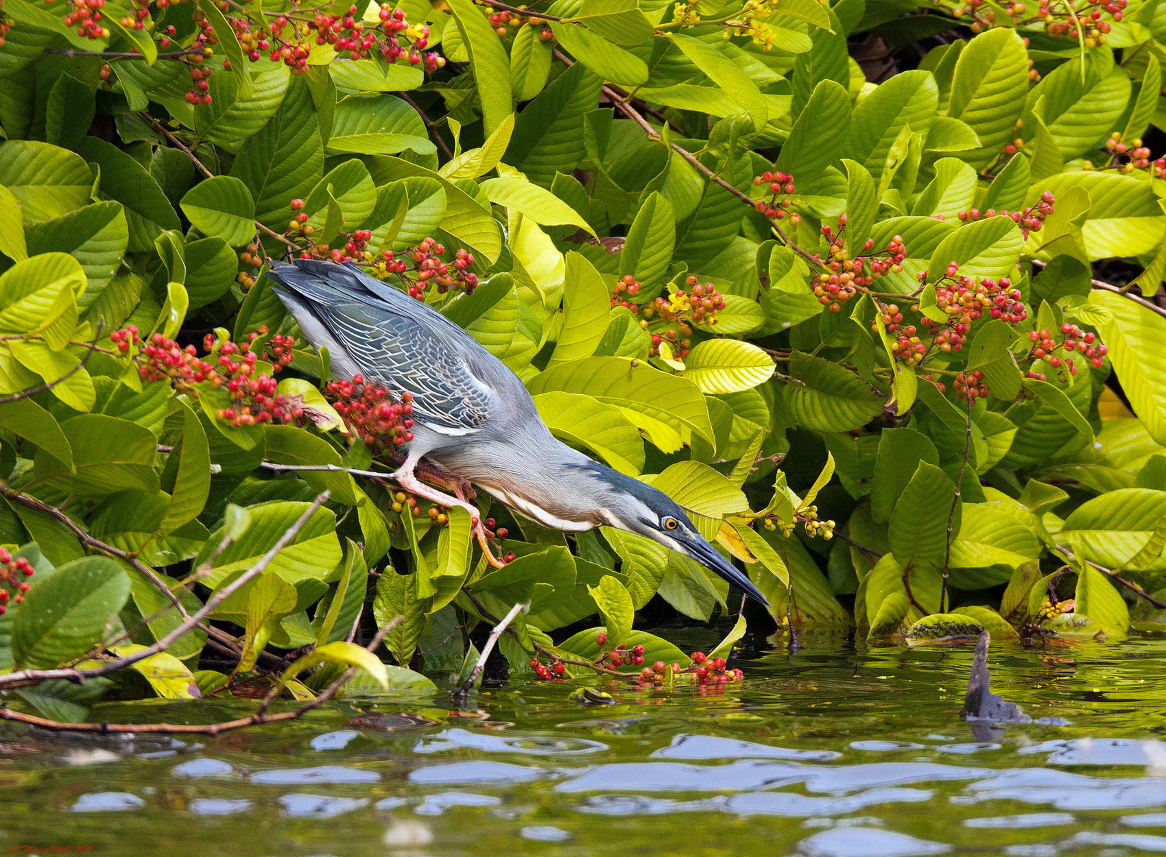 Striatate Airone (Butorides striped) Amazon Peru