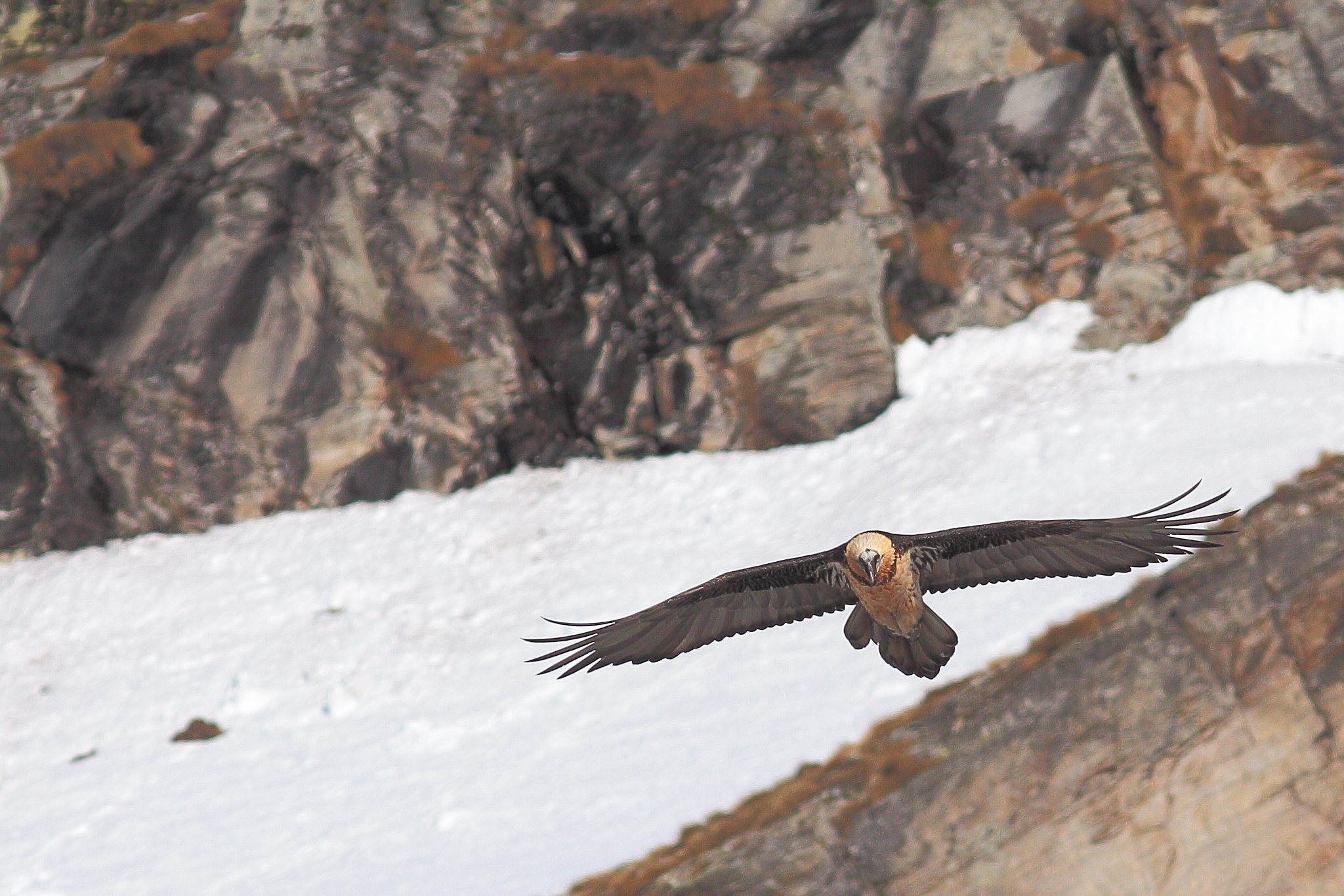 Head-on collision in Ceresole Reale