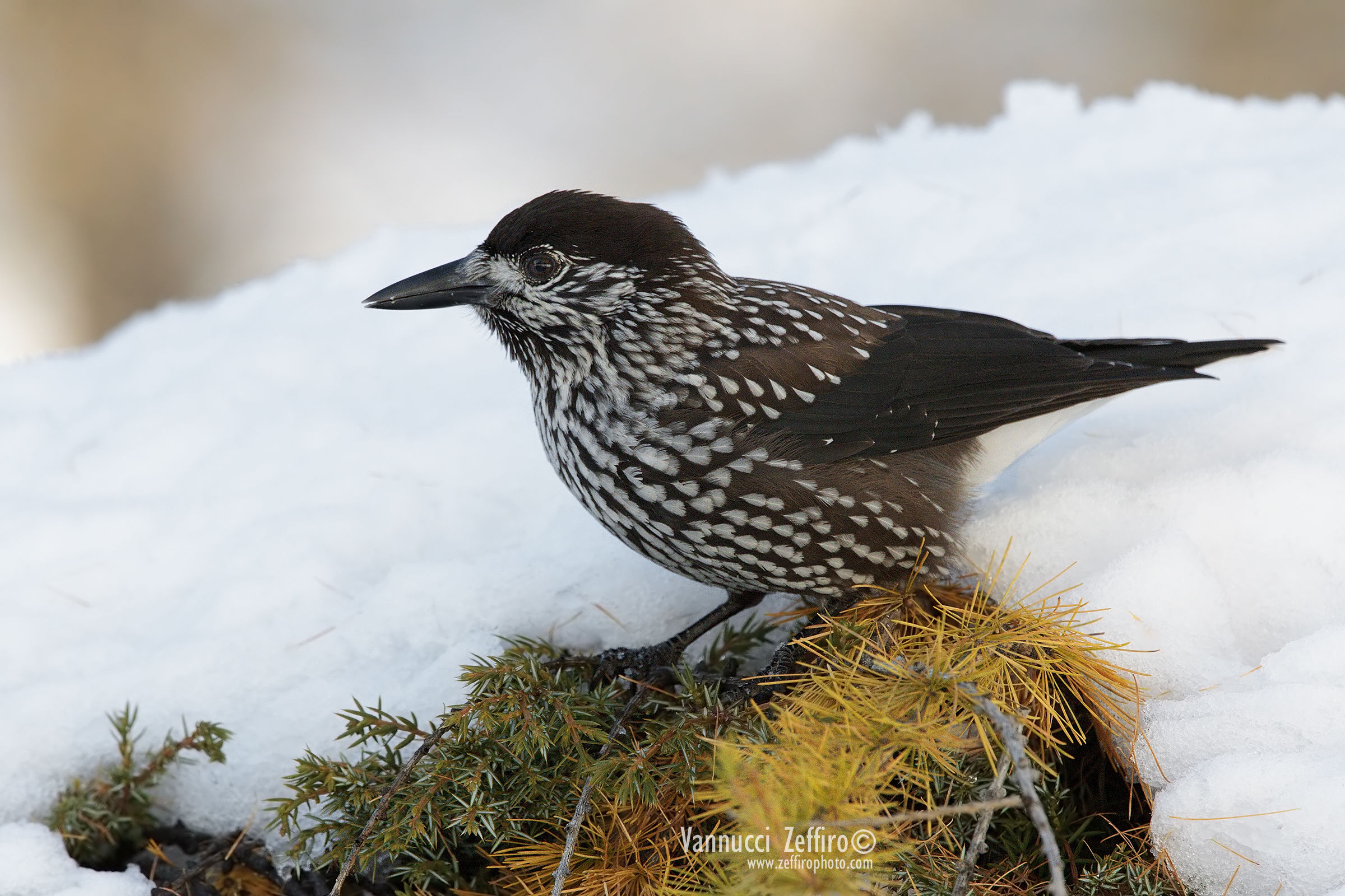 Nocciolaia (Nucifraga caryocatactes)