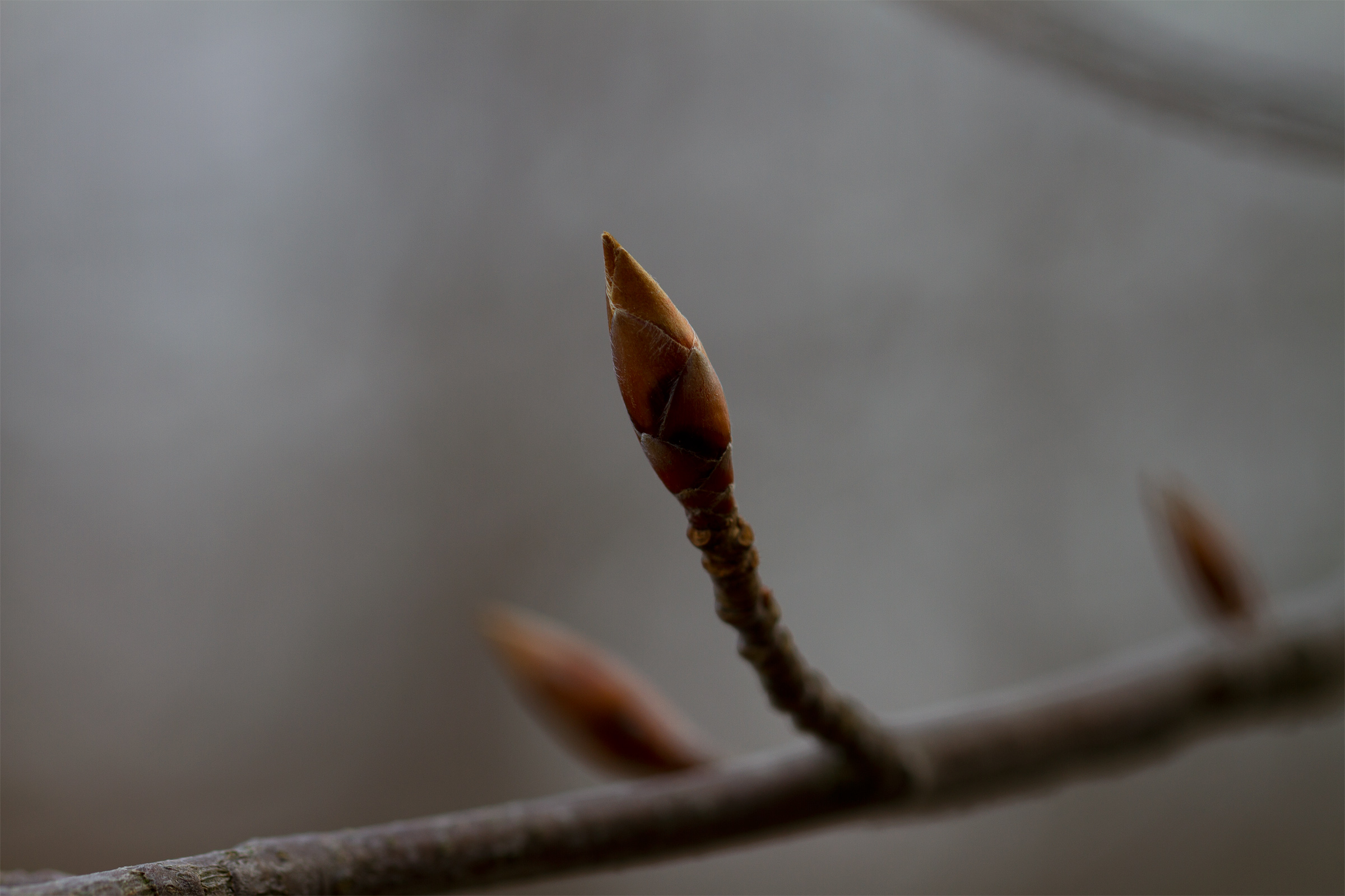 Waiting for the spring