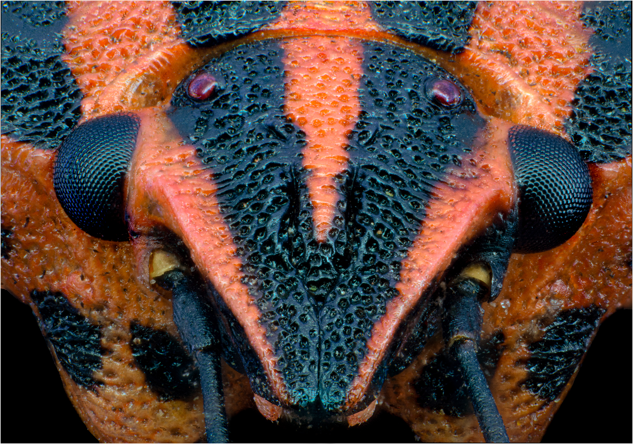 Cimice rossonera