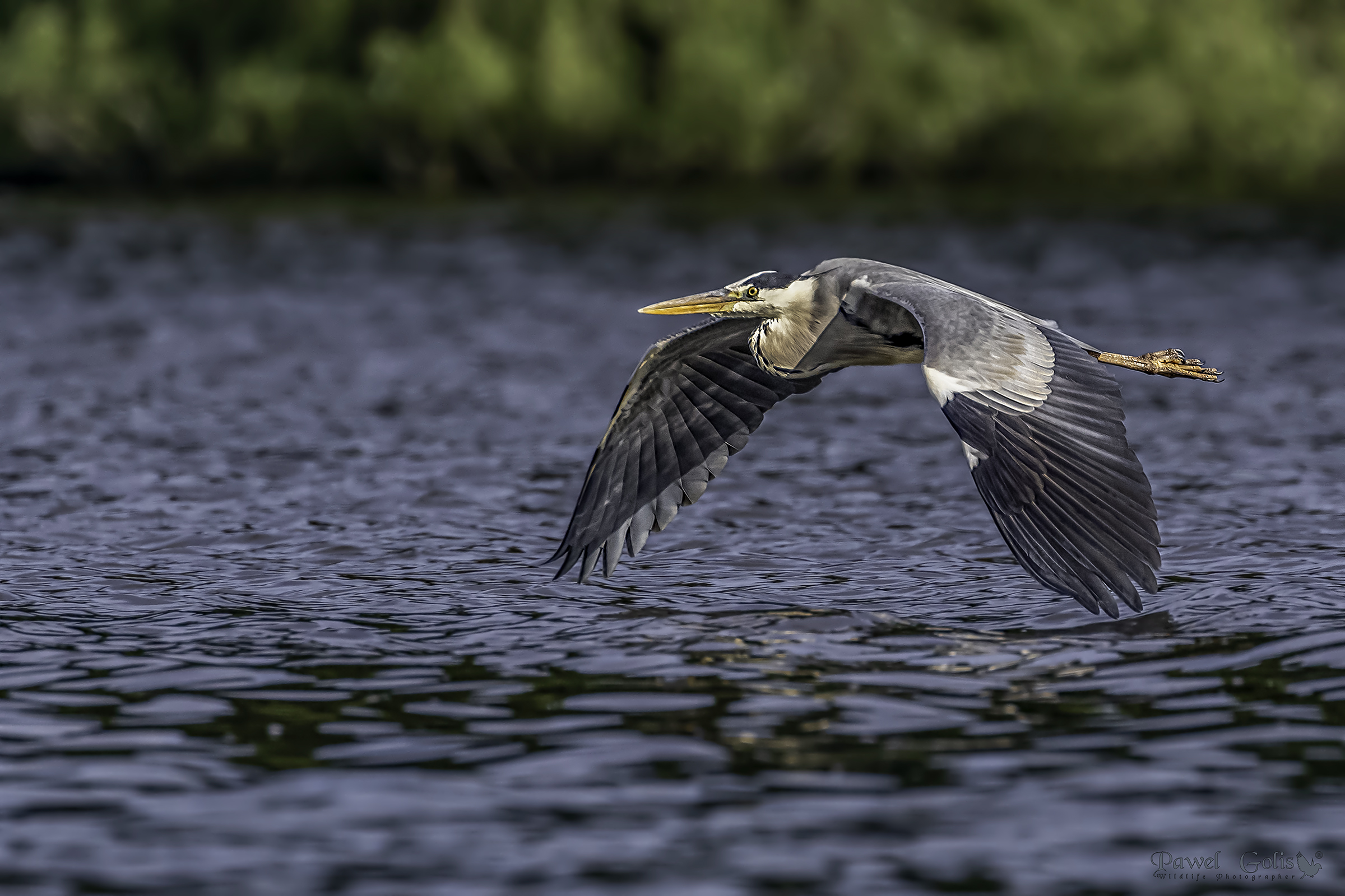 Aironi grigi (Ardea cinerea) in mosca