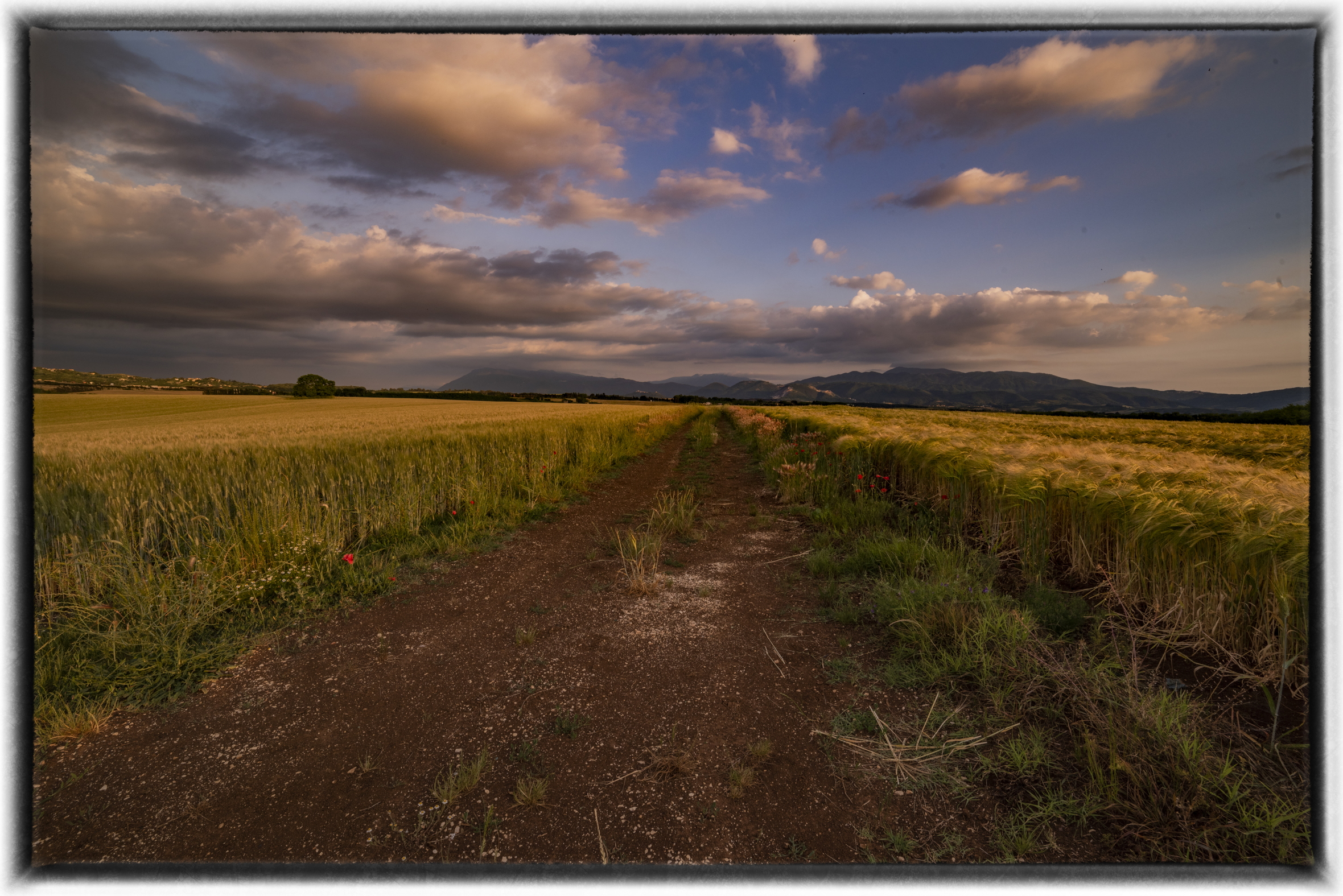 Between barley and wheat at sunset