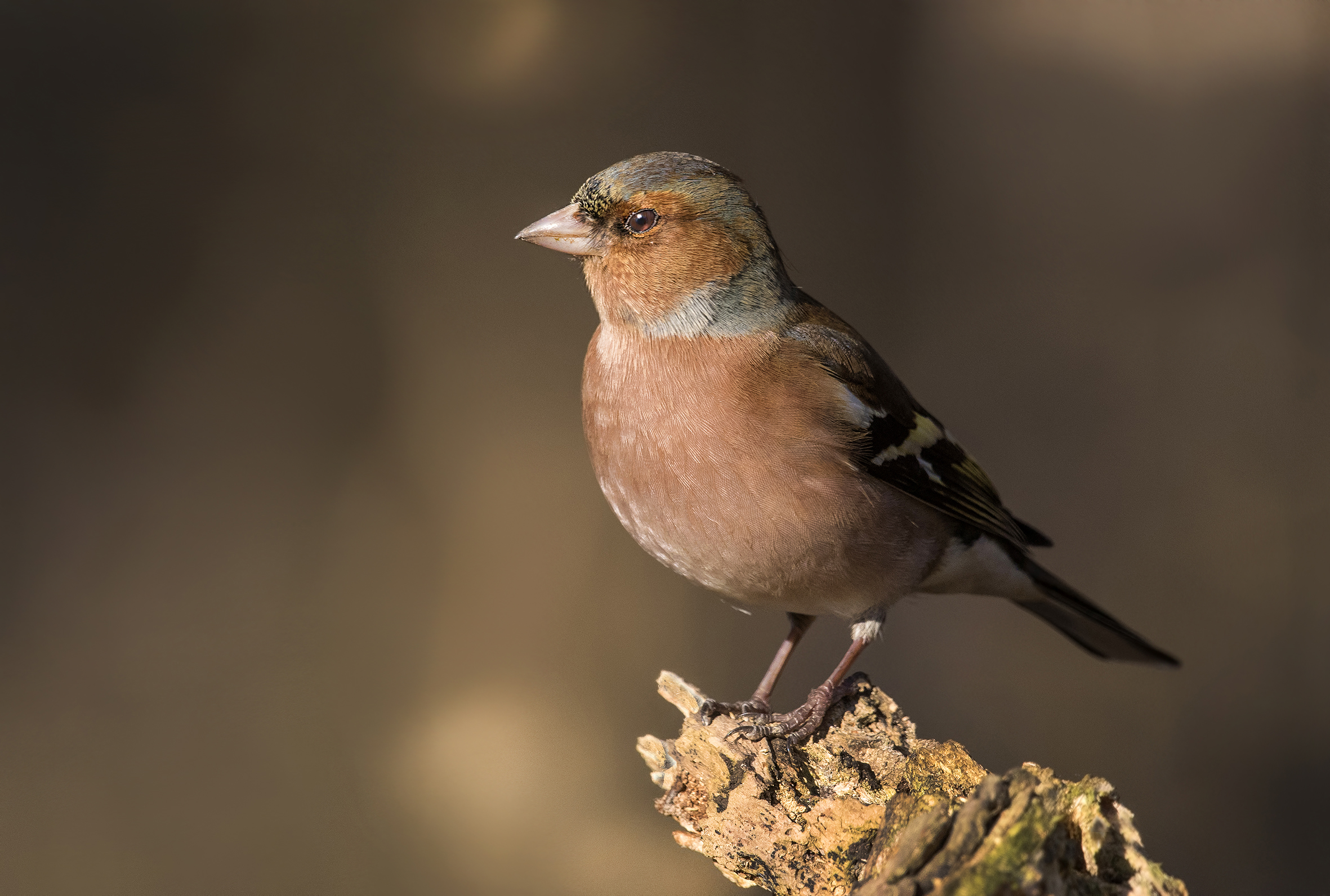 Chaffinch