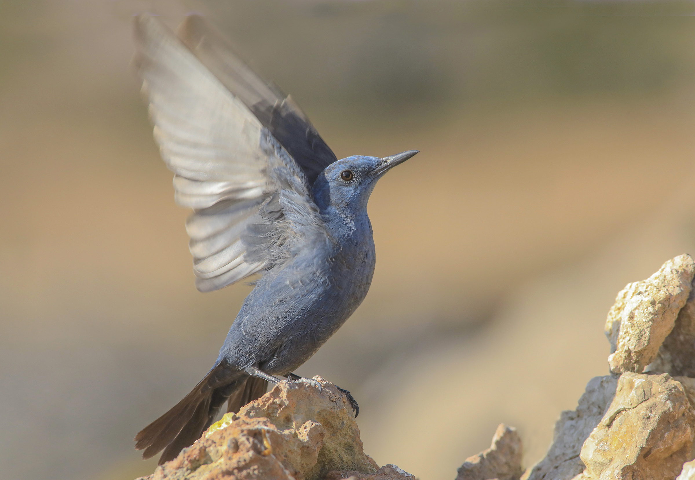 passero solitario azione