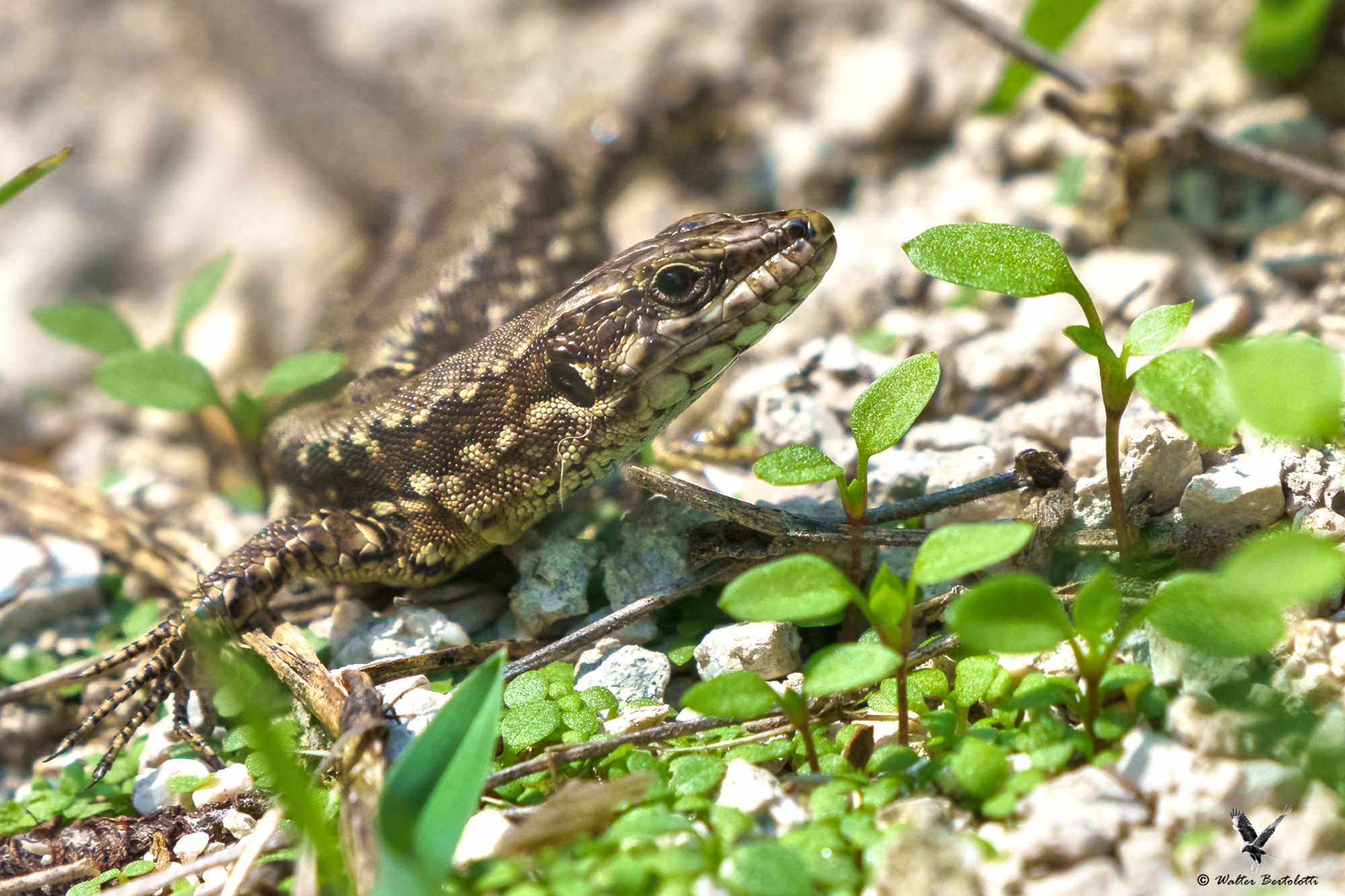 mi fido? ma si mi fido!