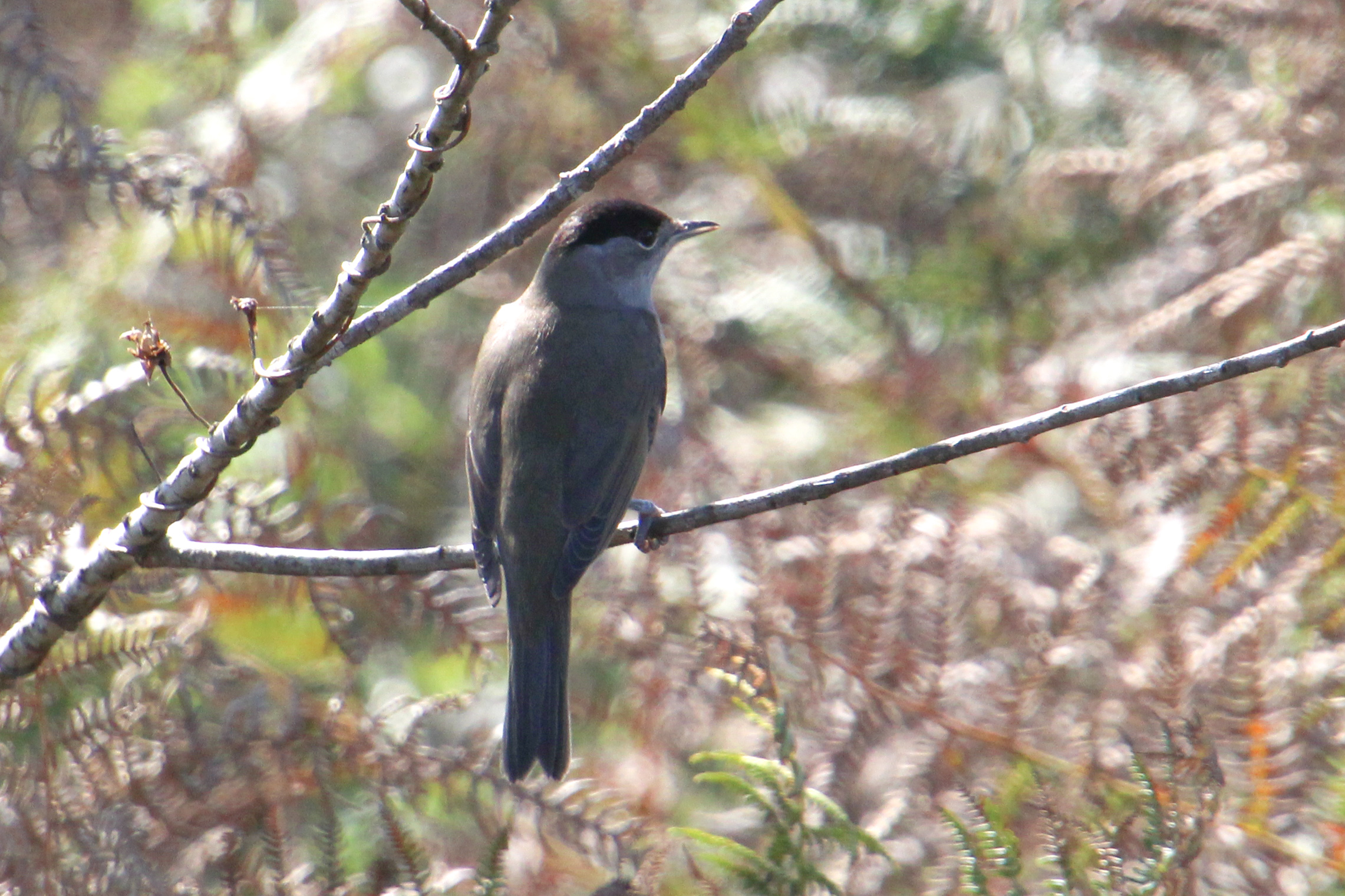 Capinera - Sylvia atricapilla