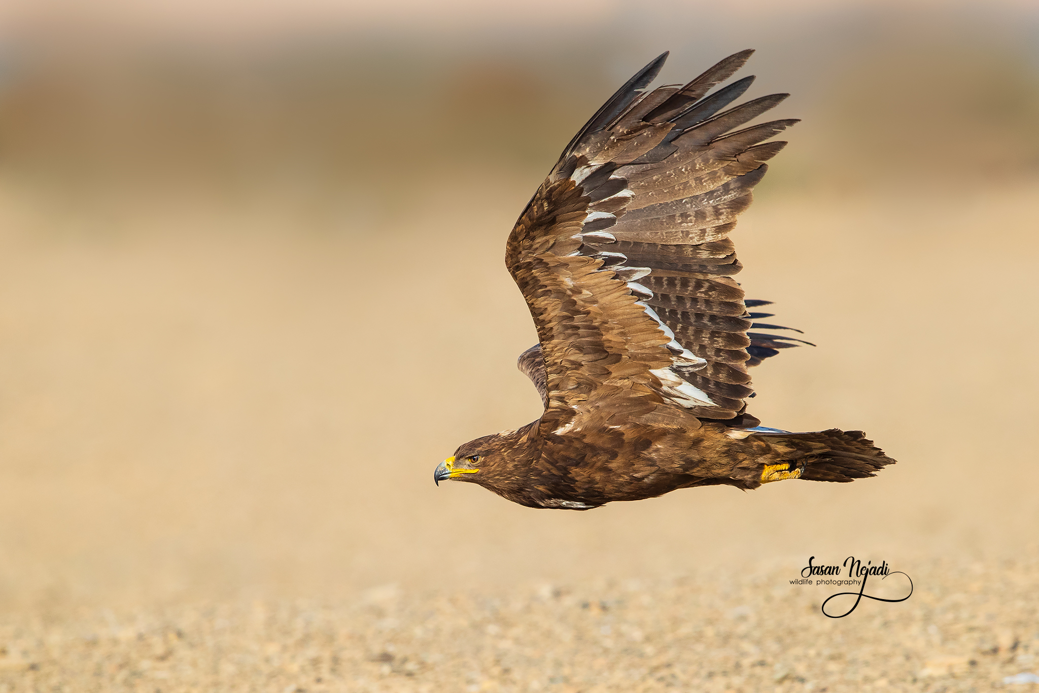 steppe eagle