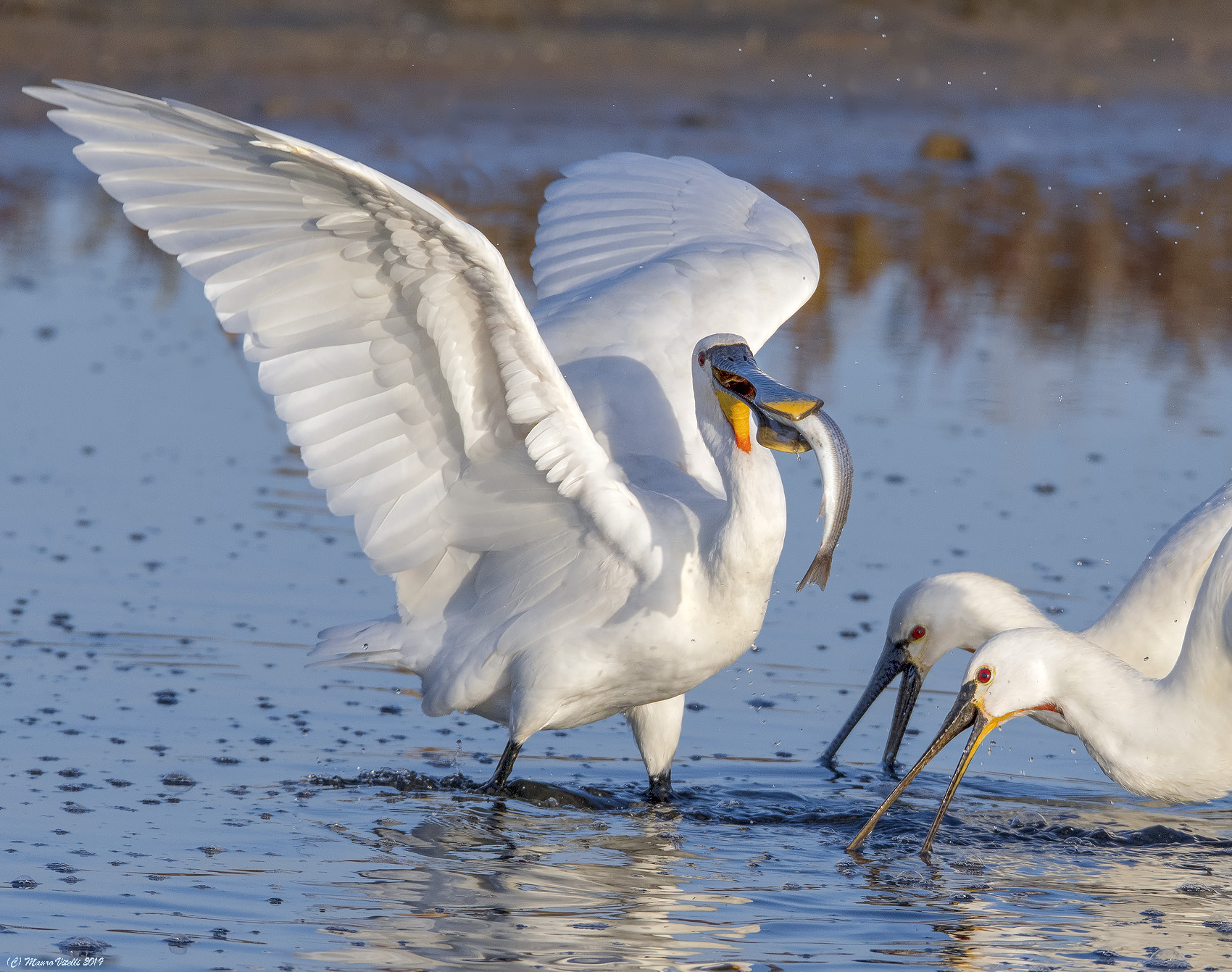 Le pescatrici di Cefali (Spatole)