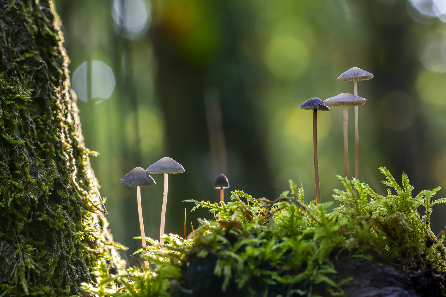 Mycena sp.