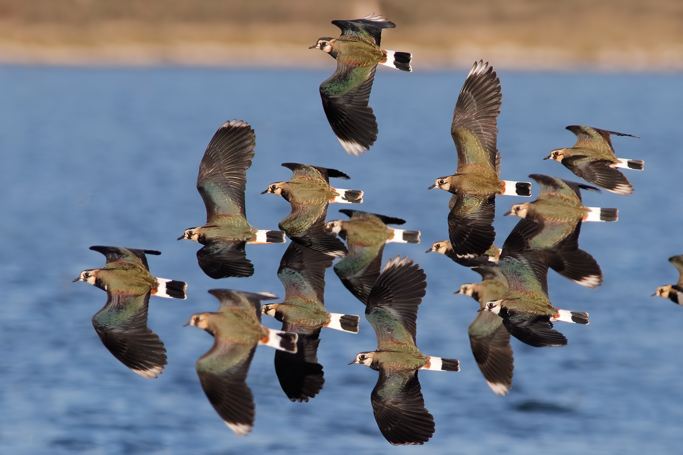 Pavoncelle in volo sul lago 2