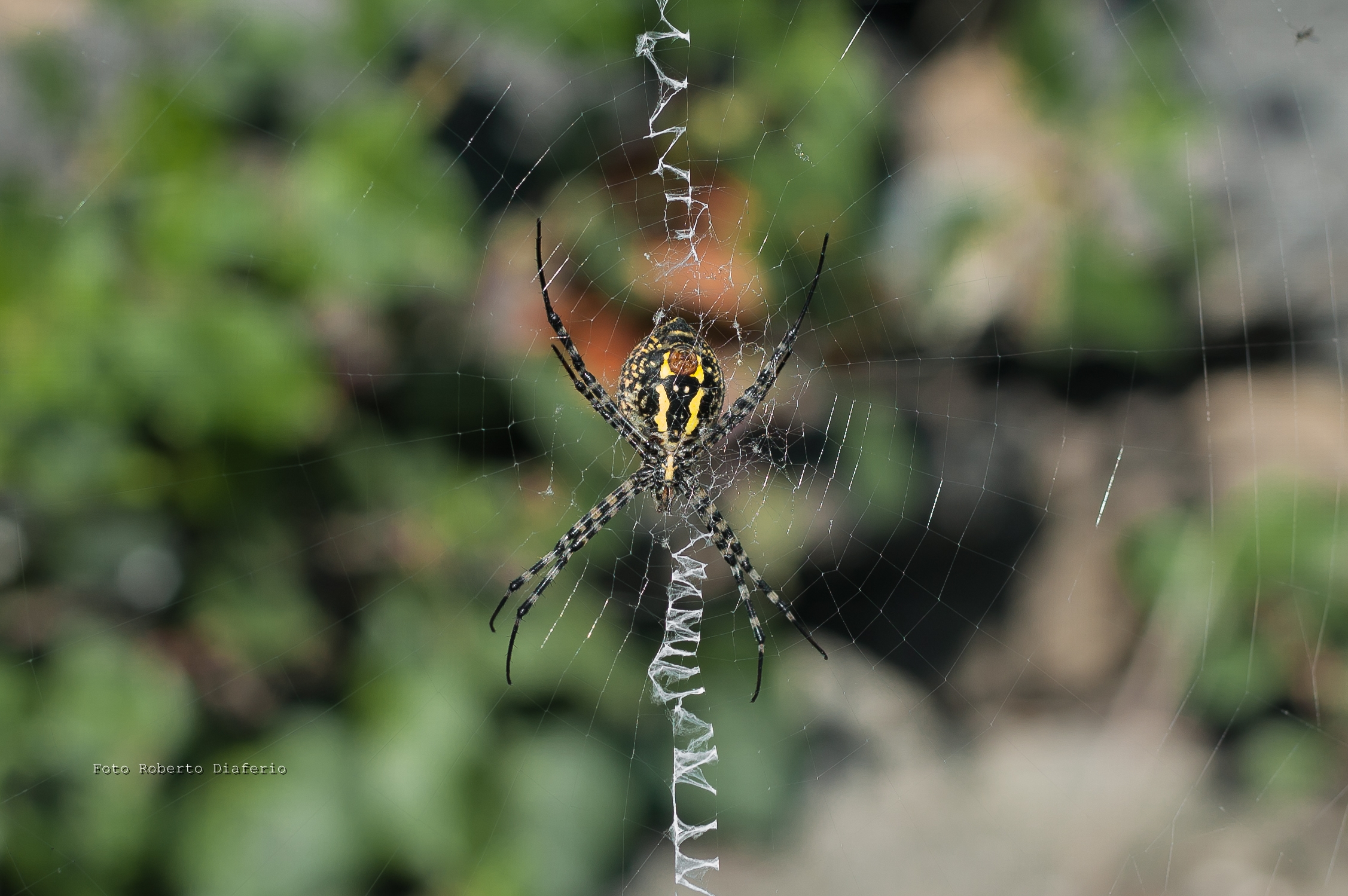Argiope Trifasciata
