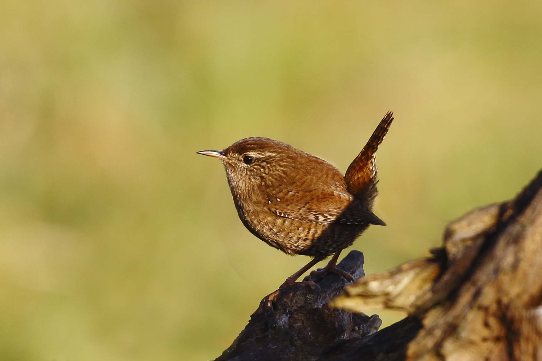 Wren in the sun