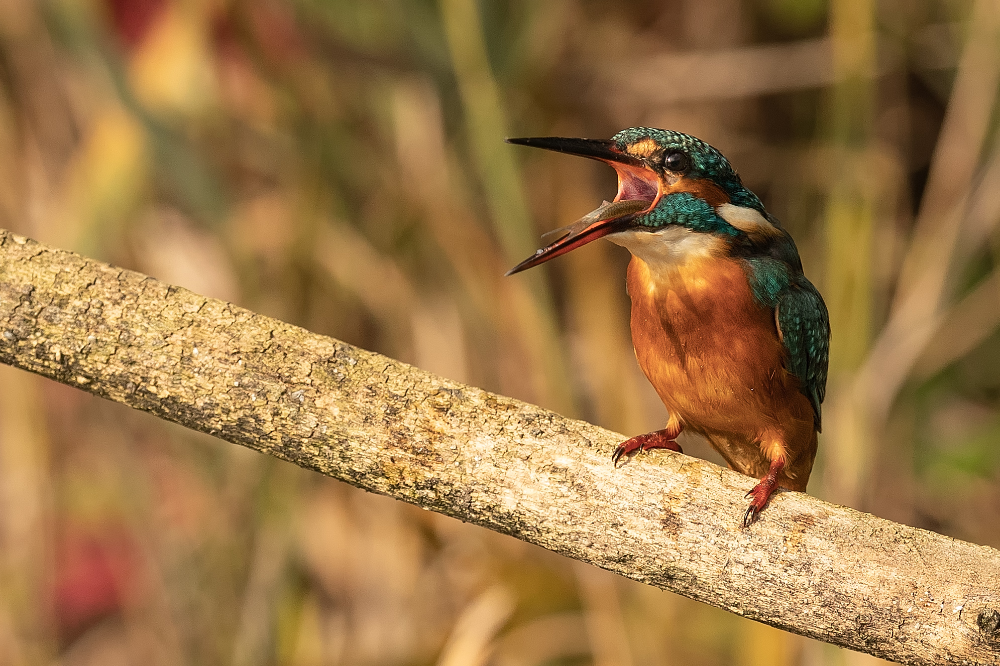 Martin Pescatore femmina