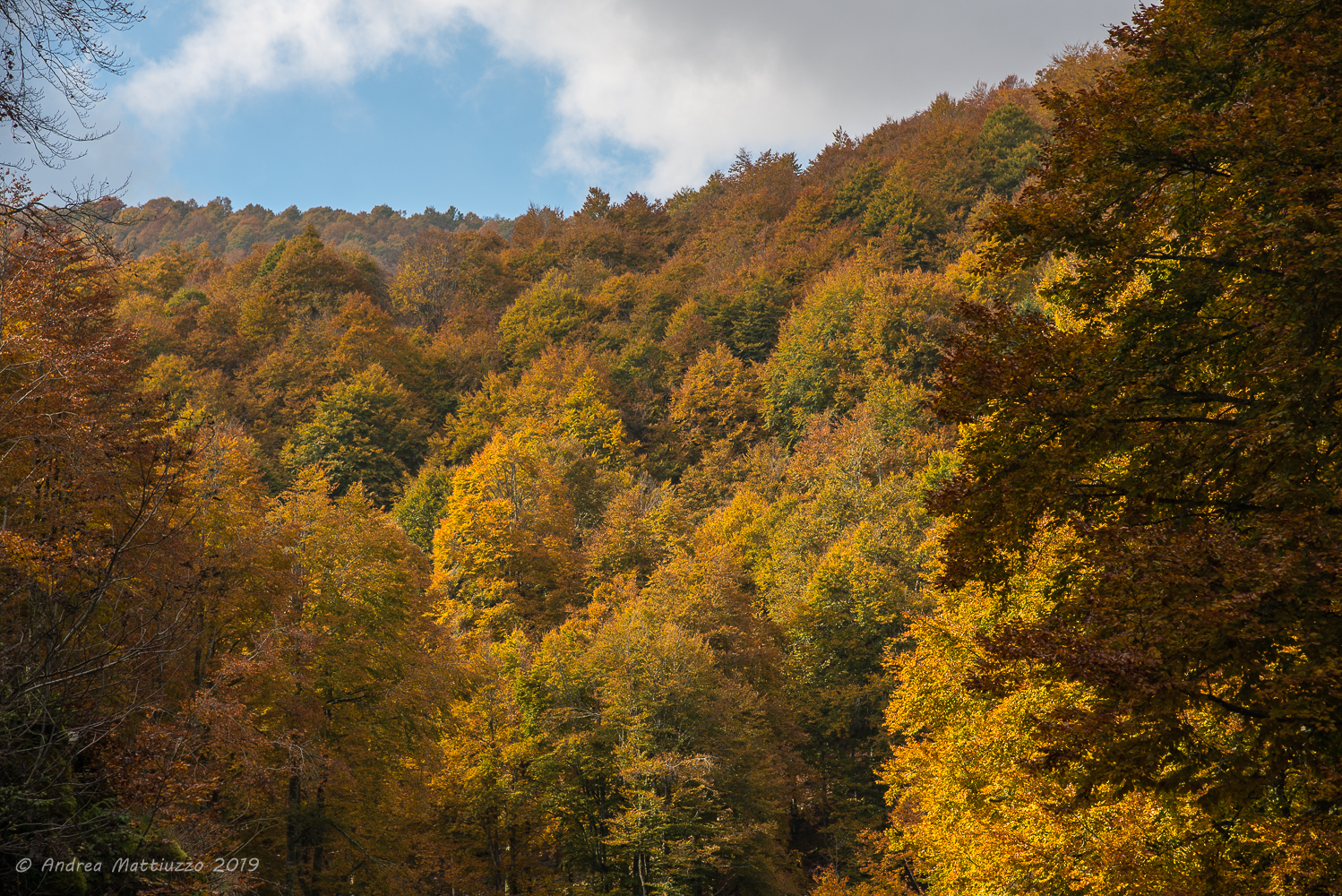Autunno in Cansiglio