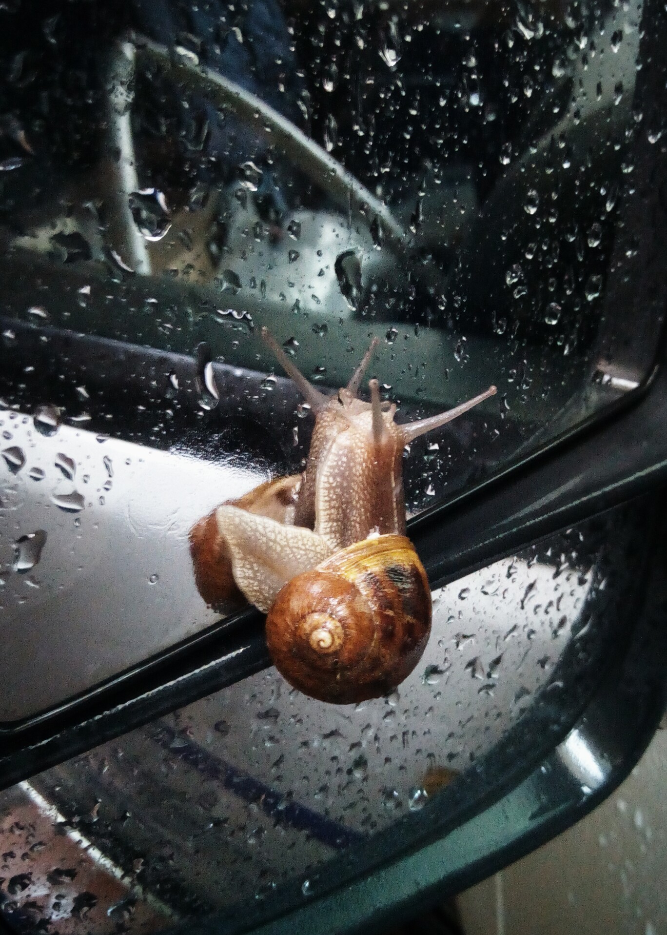 Climbing on mirrors..... Slowly