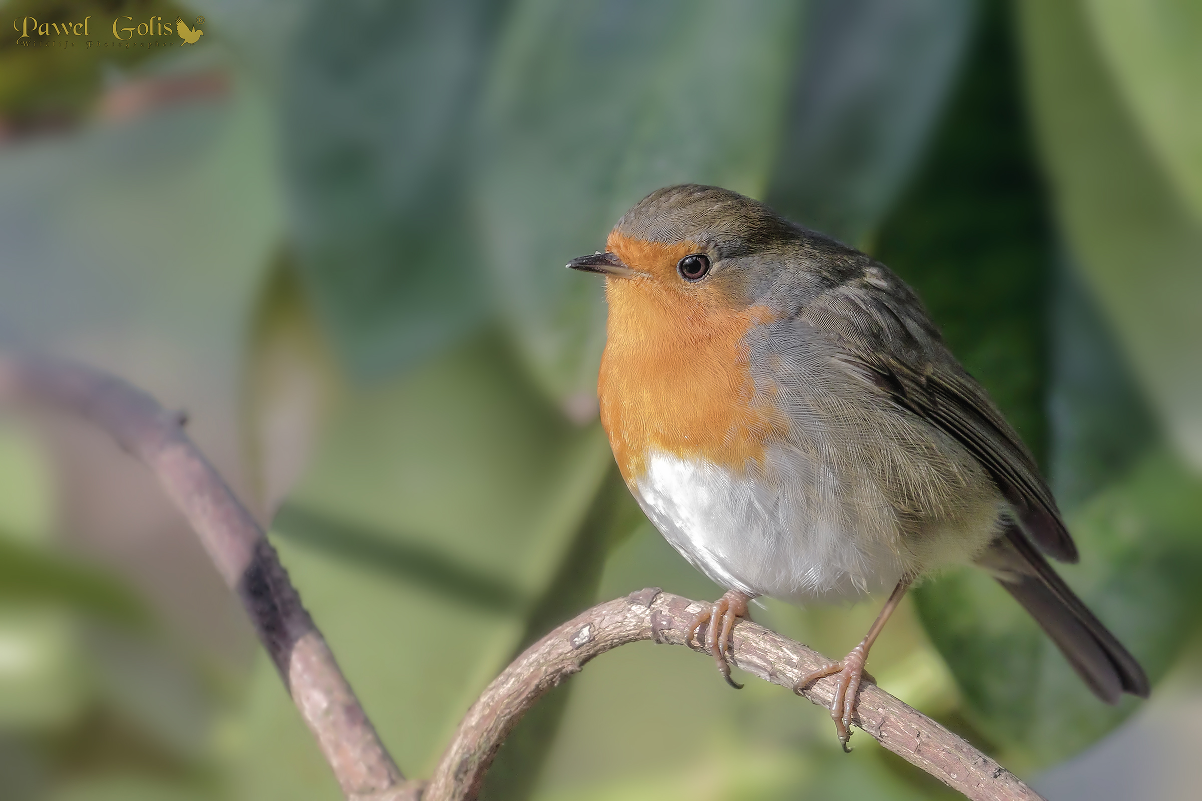Pettirosso europeo (Erithacus rubecula)