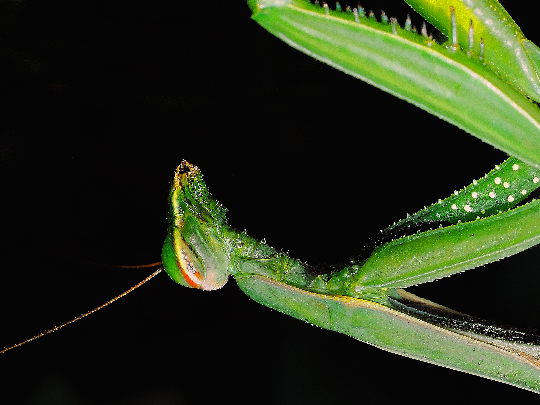 Mantide religiosa