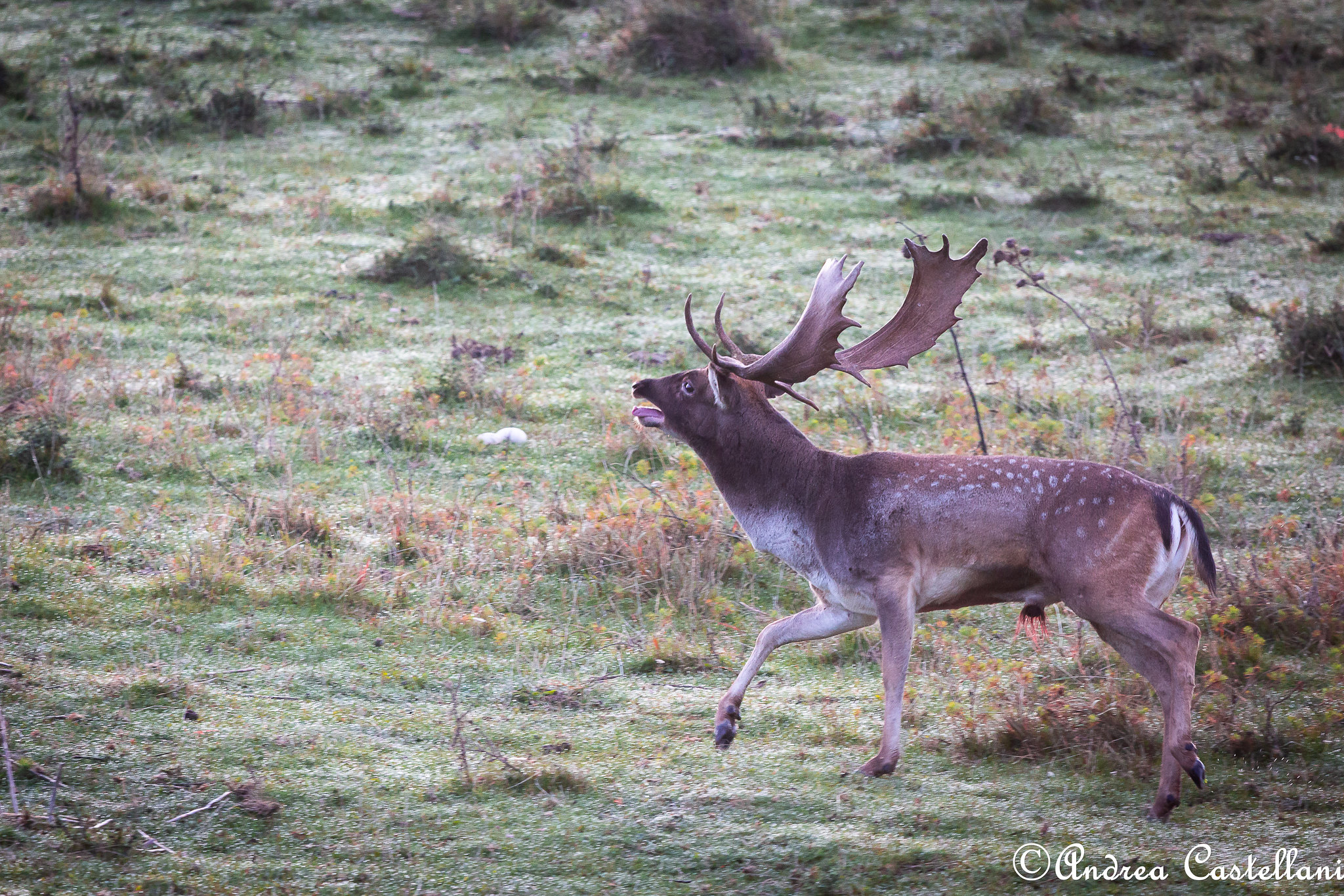 The craving of the Daino