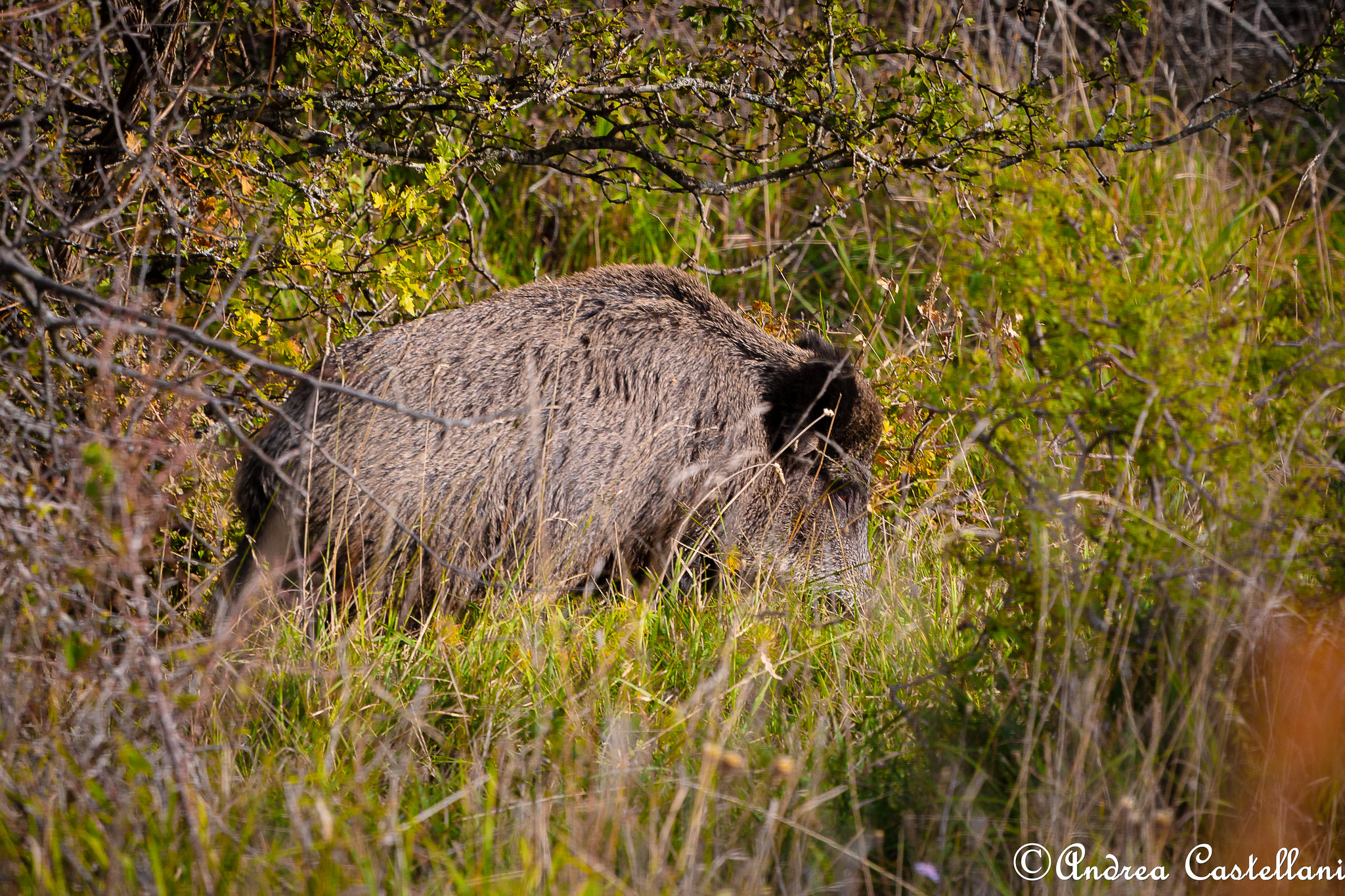 Wild boar
