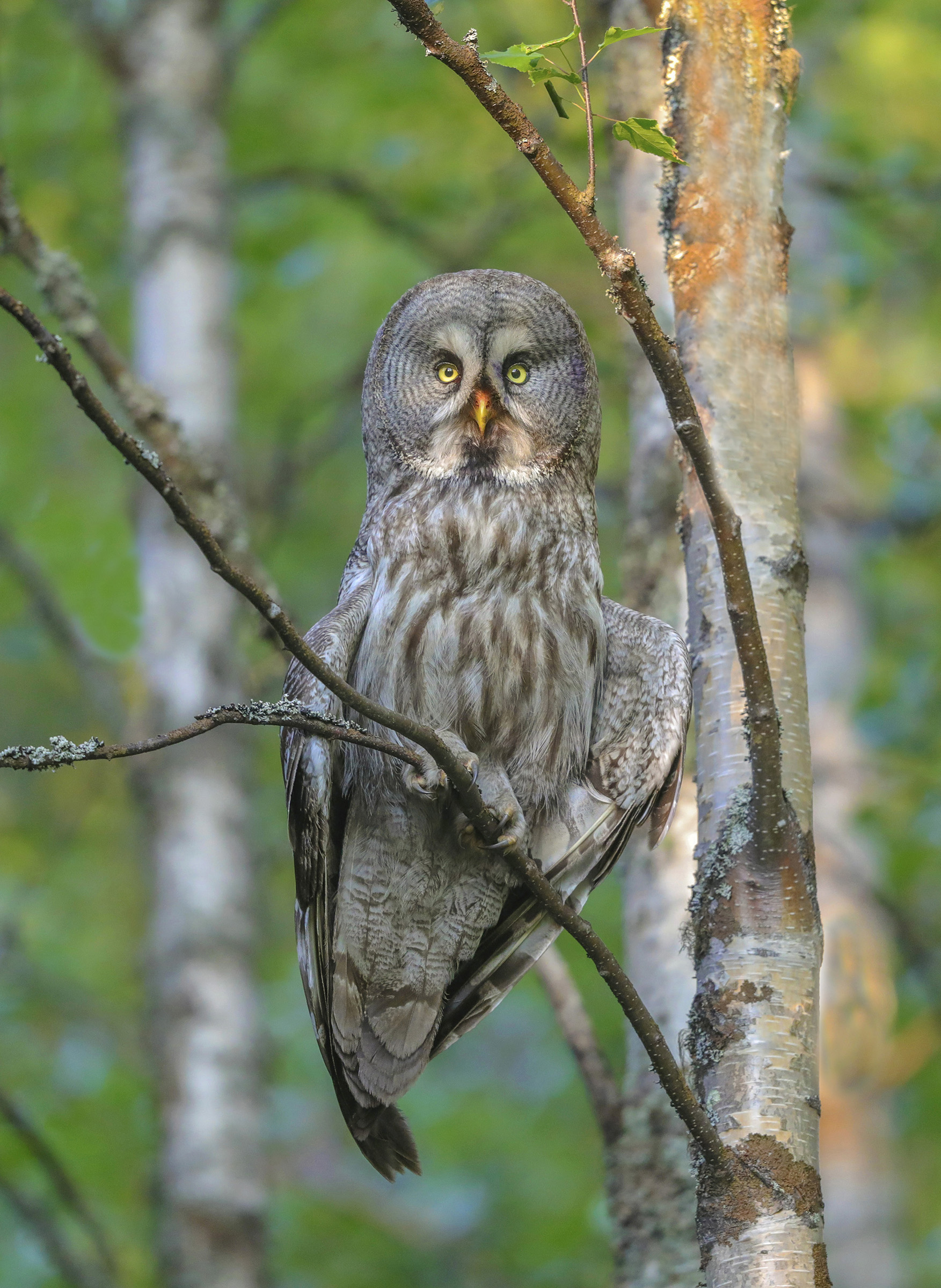 female adult lapland