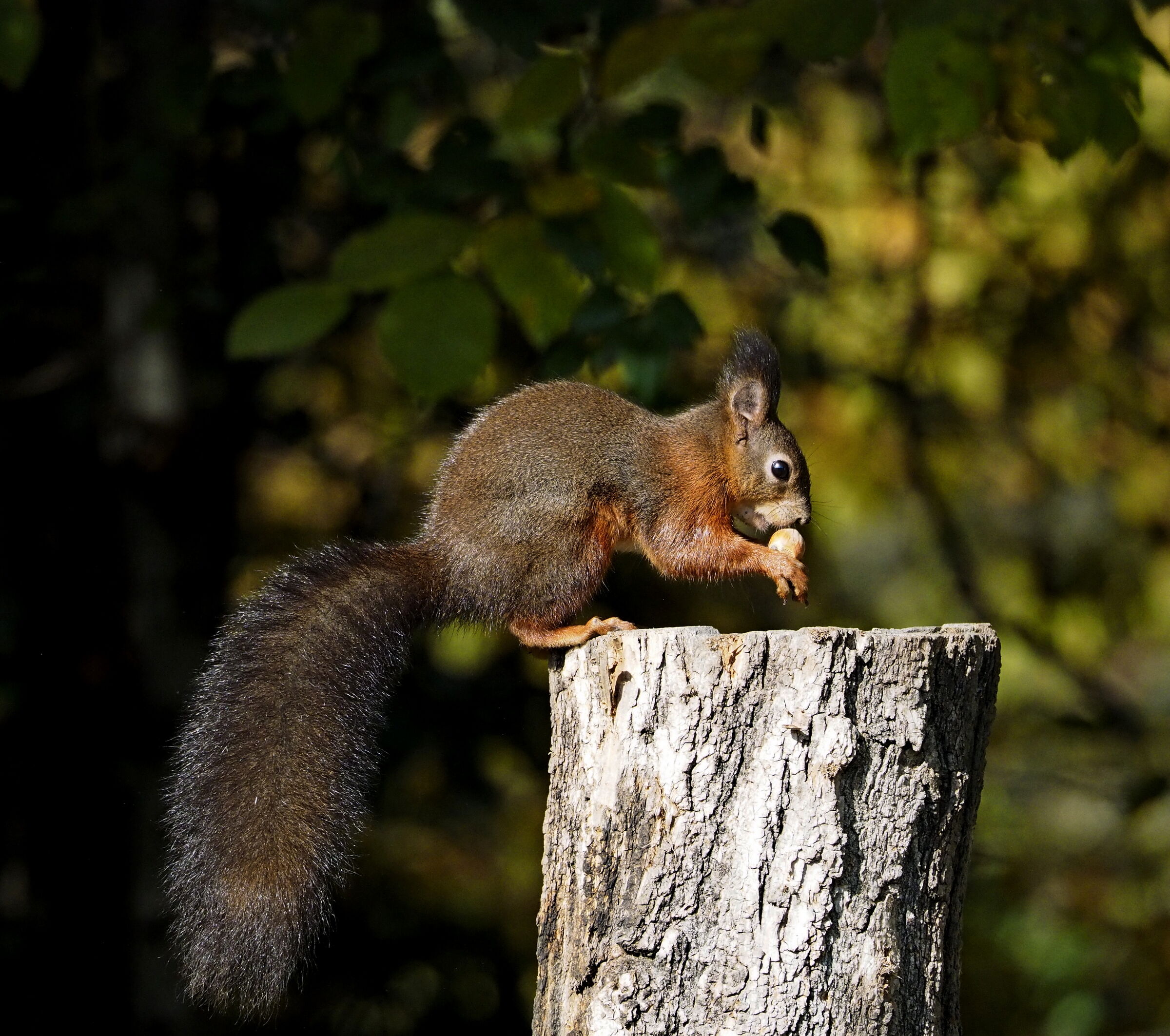 L'autunno dello scoiattolo