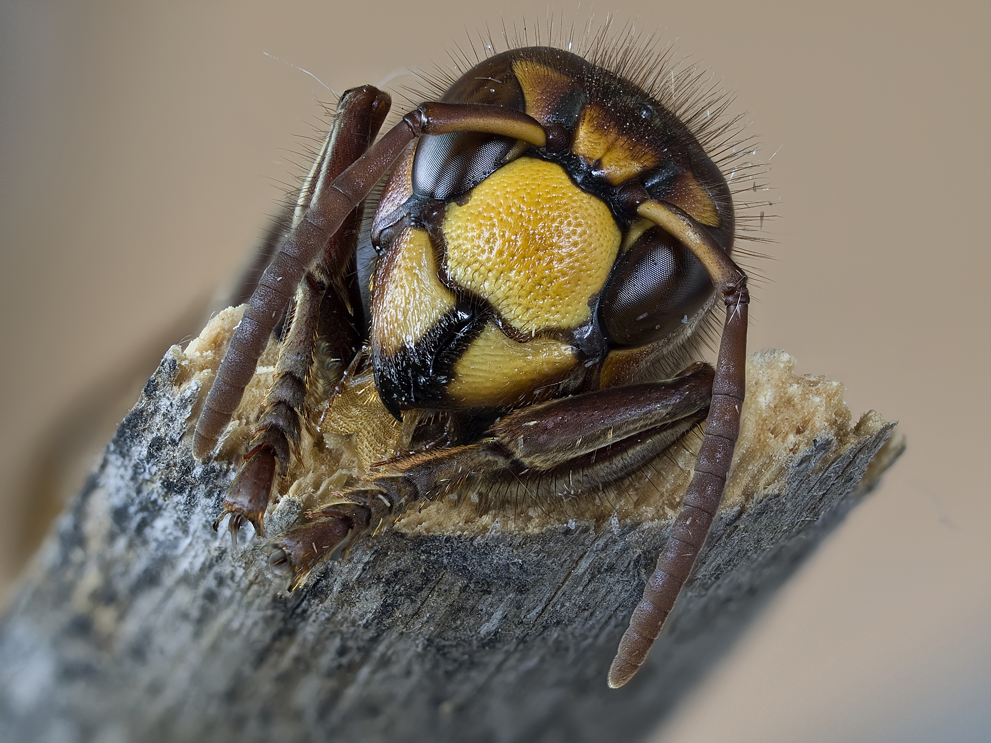wasp cabro portrait ...