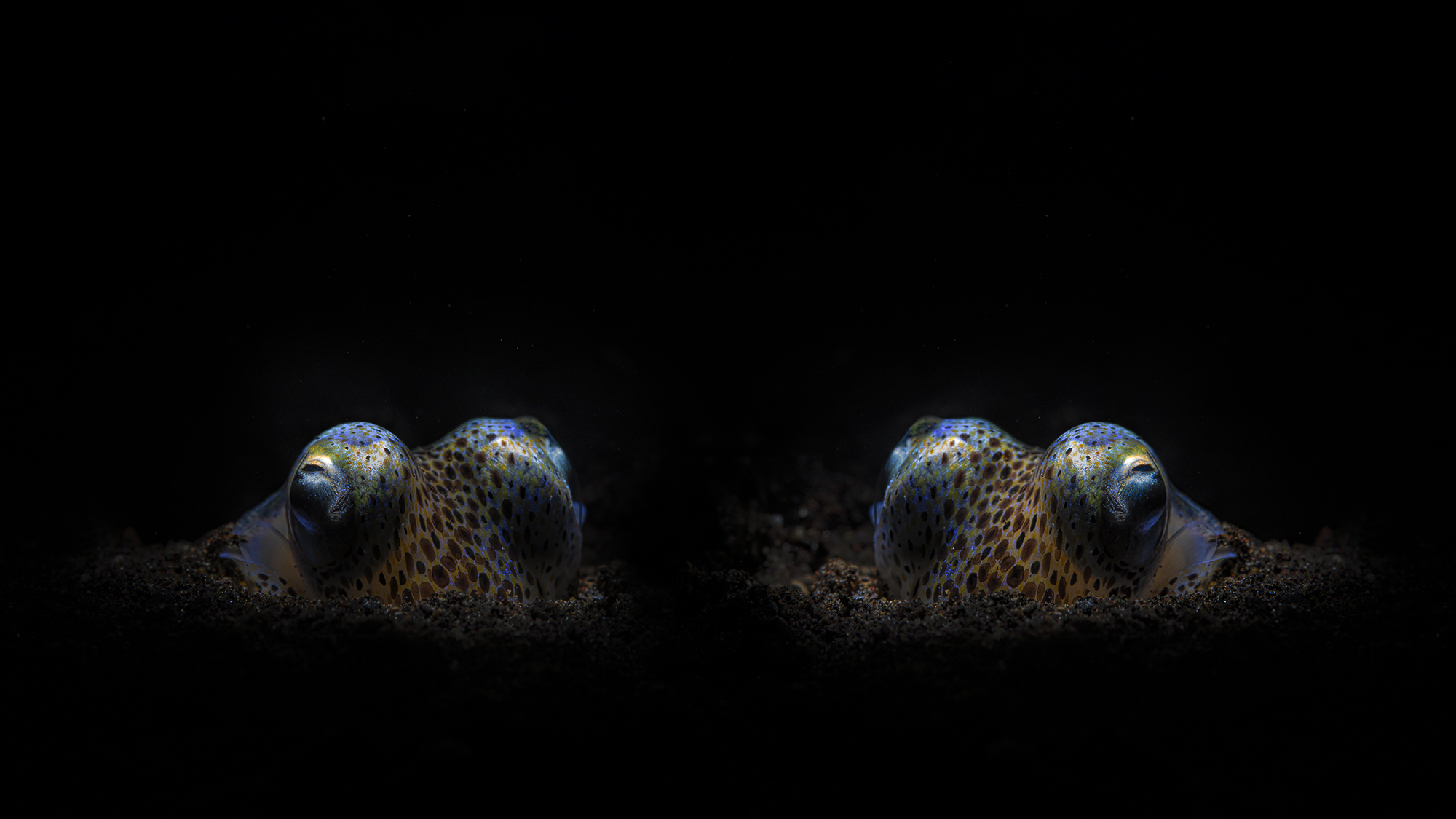 sepia juvenile stage