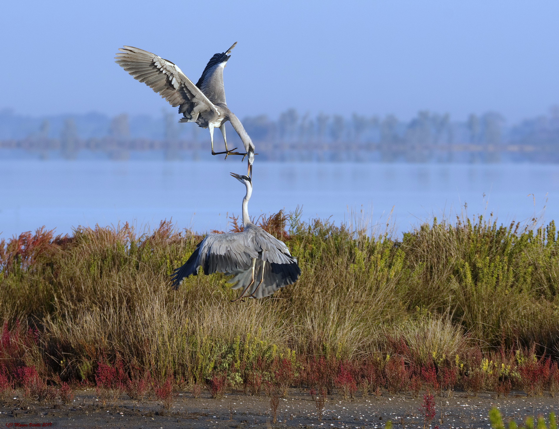 Lotta per il territorio di pesca (Aironi Cenerini)